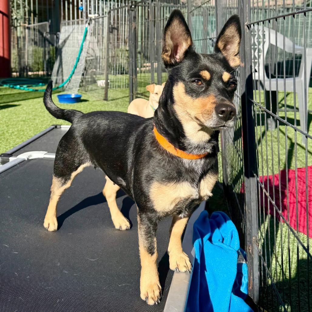 Enlarge Fifi, a Adoptable Dachshund in Agoura Hills, CA image 3/6
