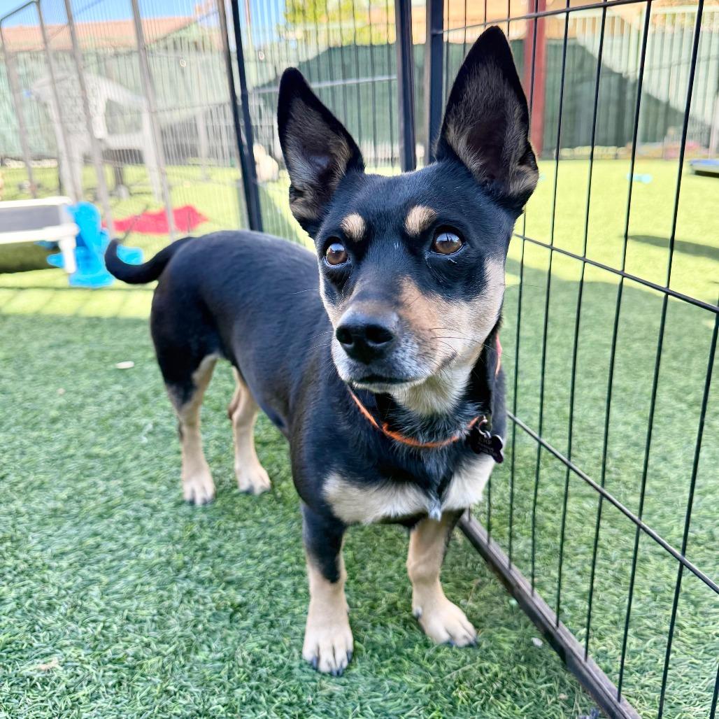 Enlarge Fifi, a Adoptable Dachshund in Agoura Hills, CA image 4/6