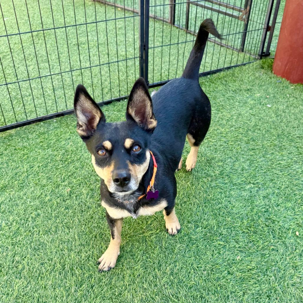 Enlarge Fifi, a Adoptable Dachshund in Agoura Hills, CA image 5/6