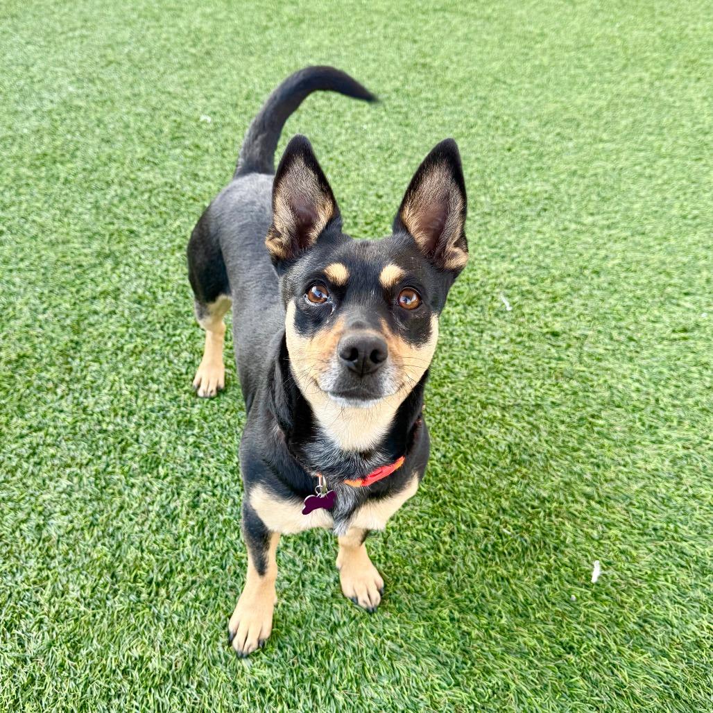 Enlarge Fifi, a Adoptable Dachshund in Agoura Hills, CA image 6/6
