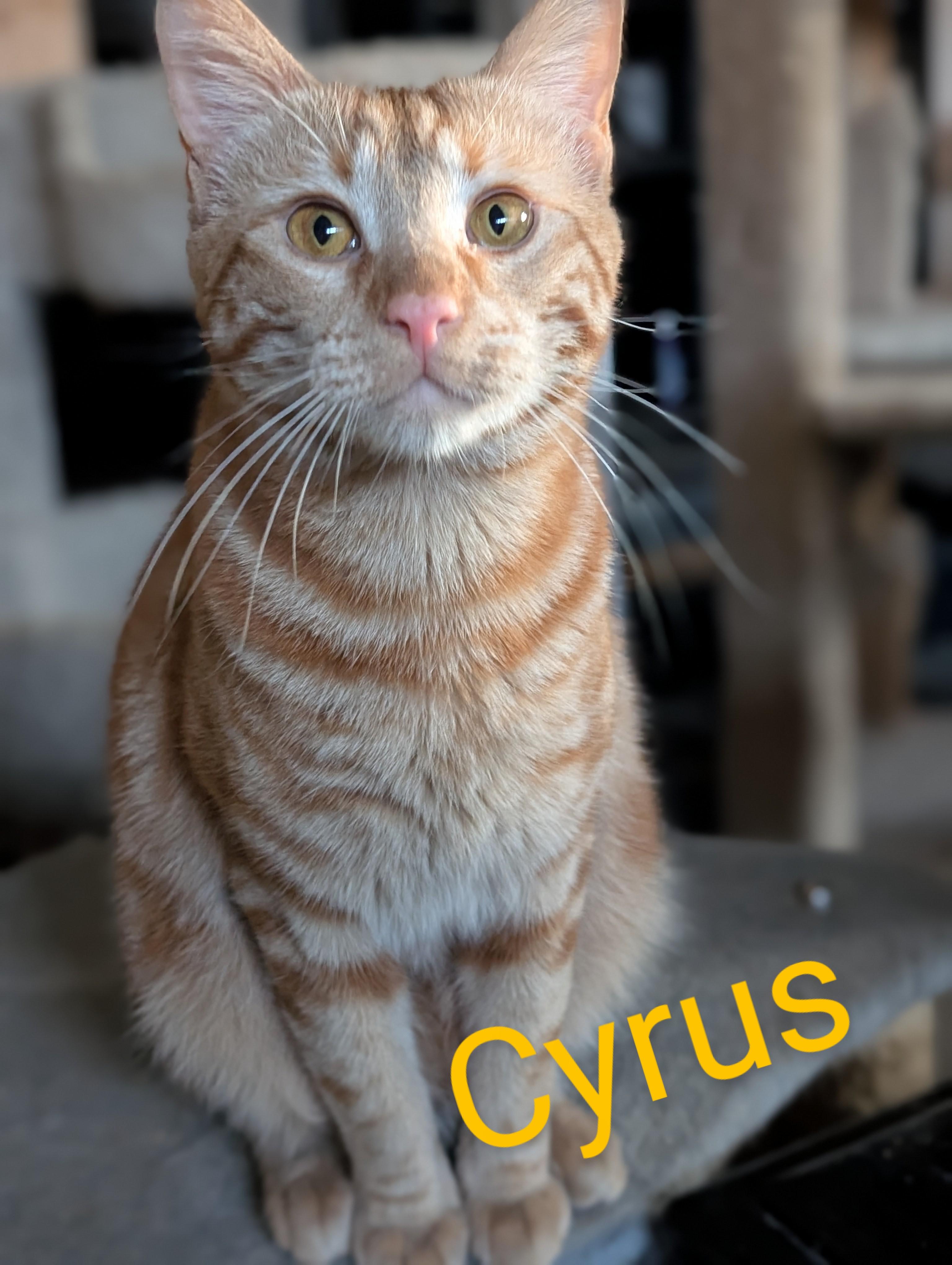 Enlarge Cyrus, a Adoptable Domestic Short Hair in Monrovia, CA image 1/2