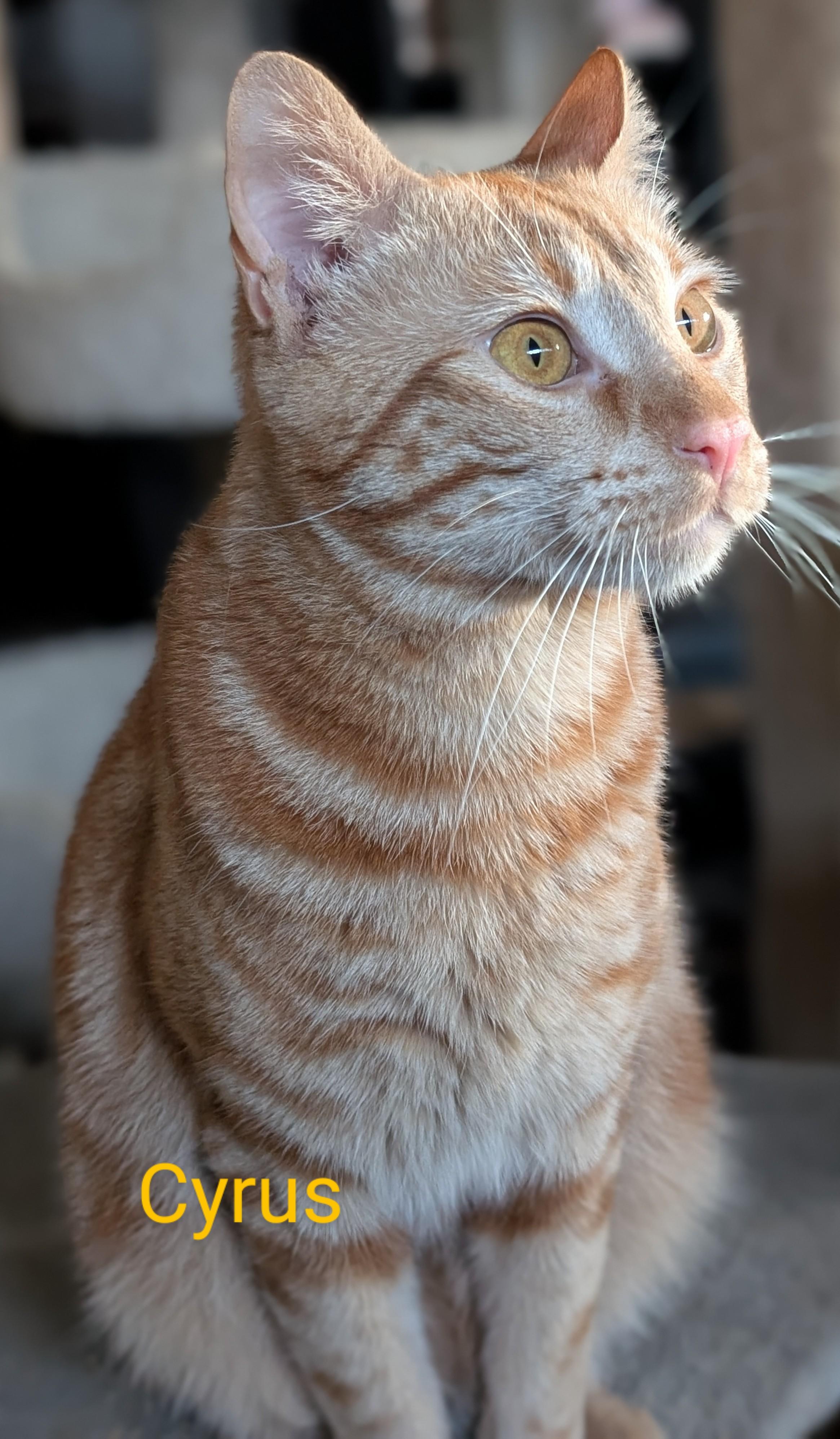 Enlarge Cyrus, a Adoptable Domestic Short Hair in Monrovia, CA image 2/2