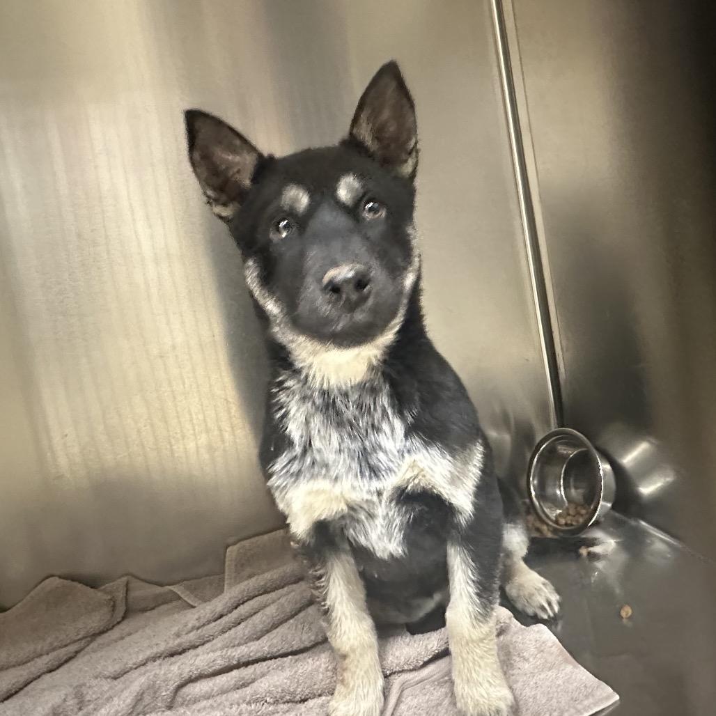 Enlarge Scrappy, a Adoptable Mixed Breed in Winston-Salem, NC image 1/1
