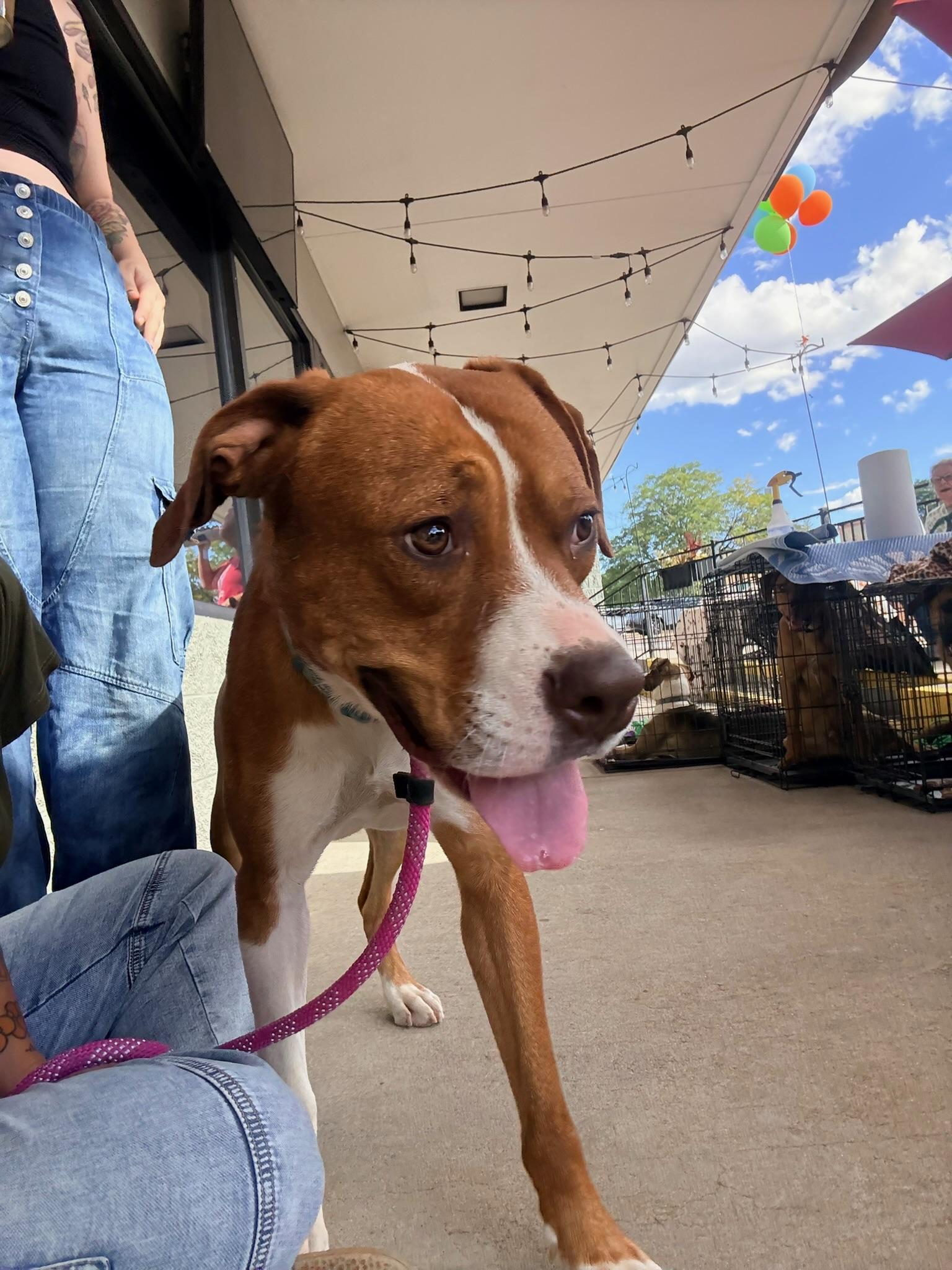 Enlarge Ariel, a Adoptable mixed breed in Littleton, CO image 3/3