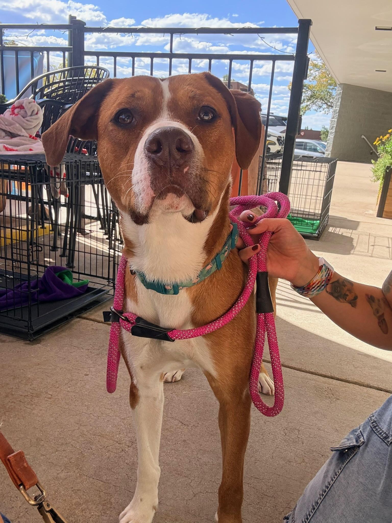 Enlarge Ariel, a Adoptable mixed breed in Littleton, CO image 1/3