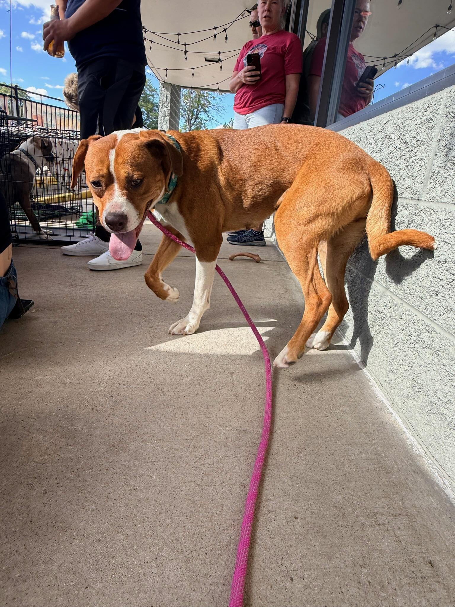 Enlarge Ariel, a Adoptable mixed breed in Littleton, CO image 2/3