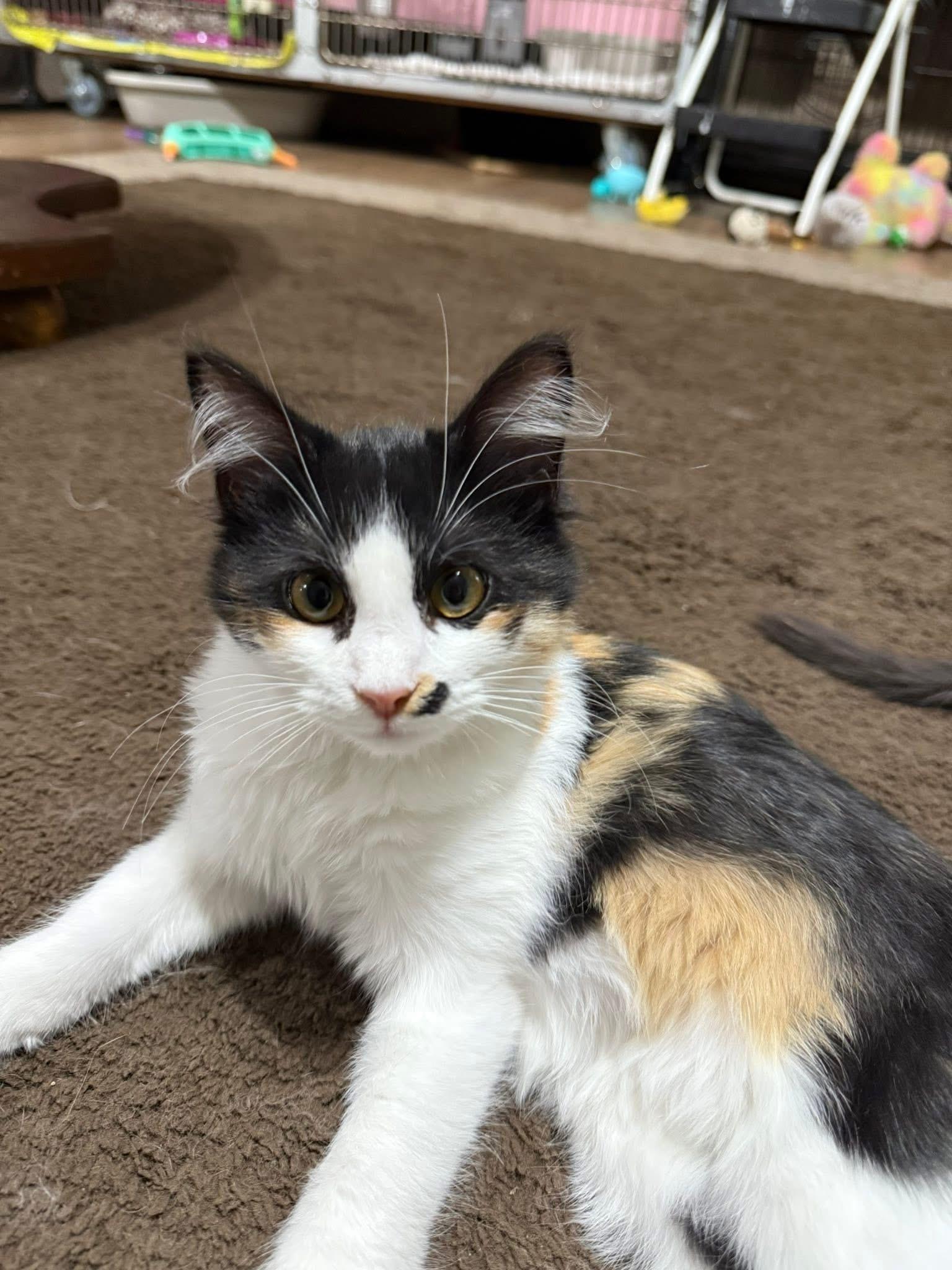 Mimi Monroe, Adoptable, Young Female American Shorthair.