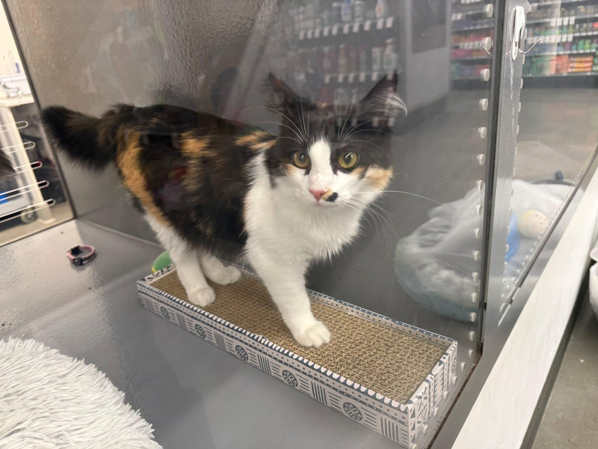 Enlarge Mimi Monroe, a Adoptable mixed breed in Ellington, MO image 2/3