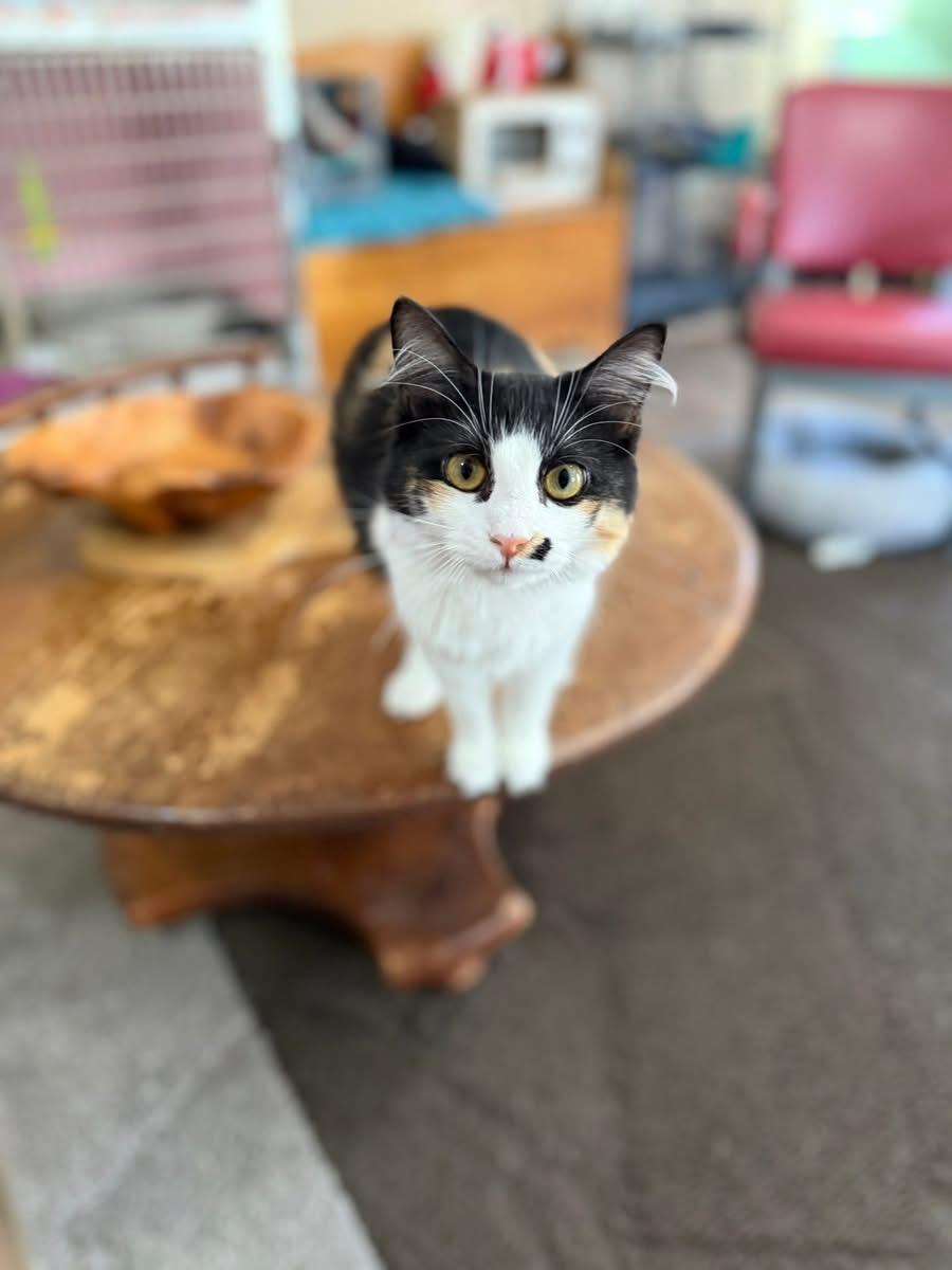 Enlarge Mimi Monroe, a Adoptable mixed breed in Ellington, MO image 3/3