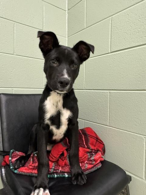 Enlarge Oreo, a Adoptable mixed breed in Kalamazoo, MI image 1/2