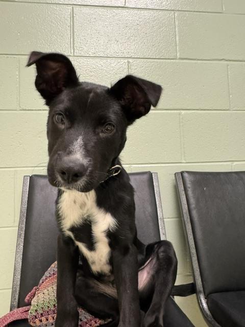 Enlarge Oreo, a Adoptable mixed breed in Kalamazoo, MI image 2/2