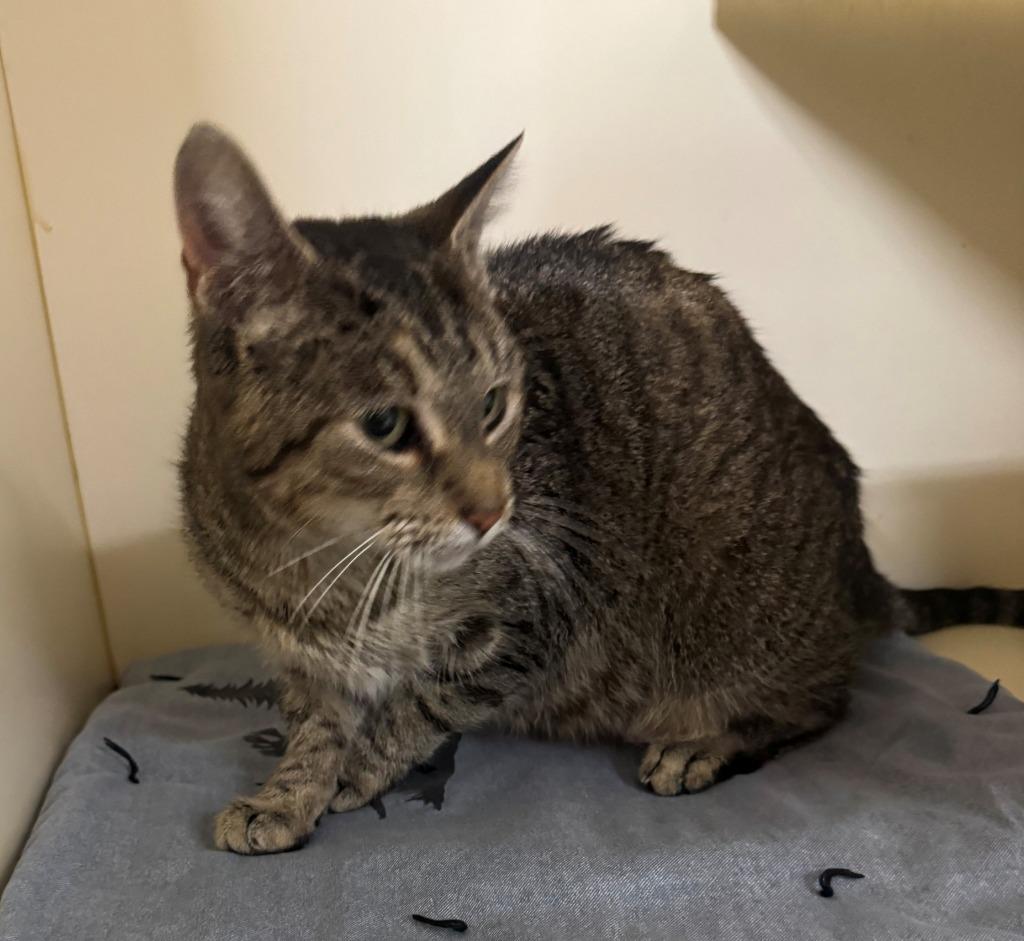 FLURRY, Adoptable, Adult Female Domestic Short Hair.