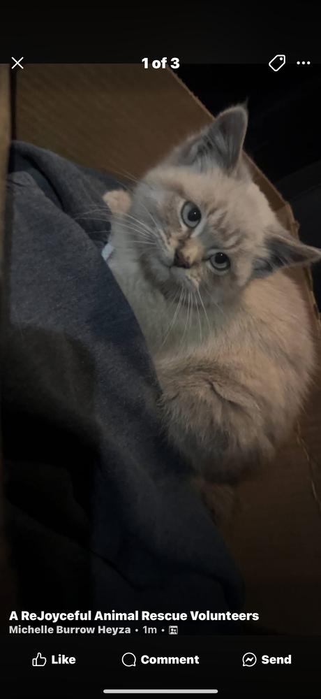 Noel, Adopted, Kitten Female Domestic Short Hair.