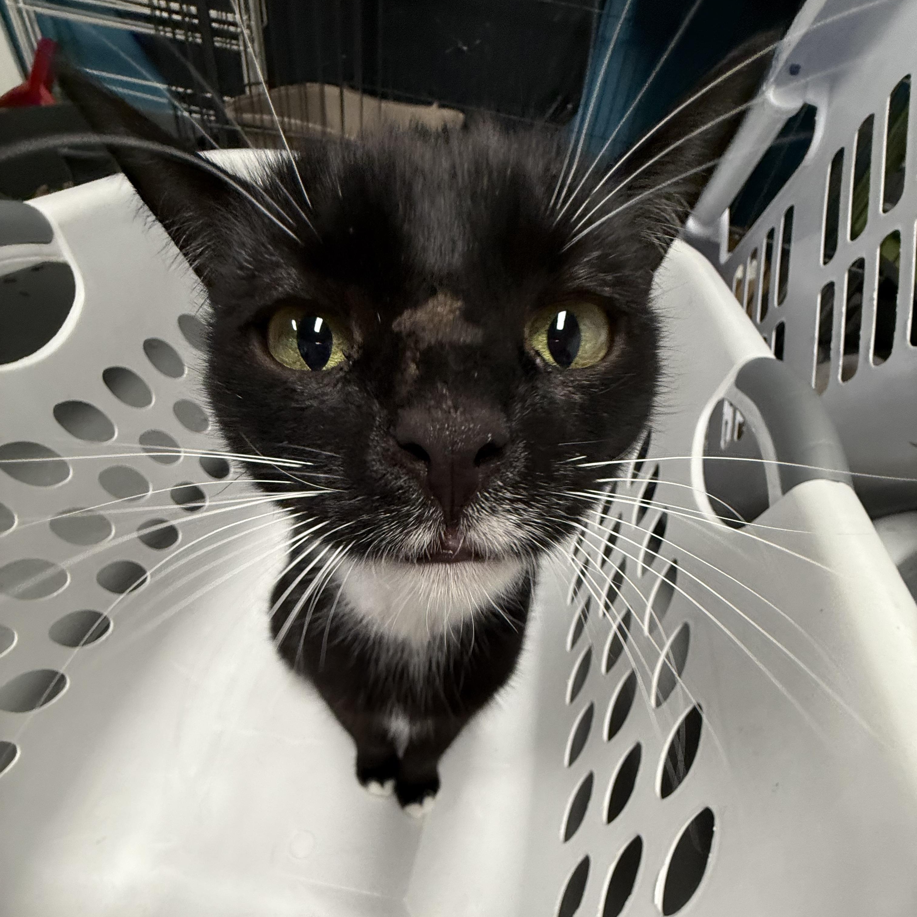 Nora, an adopted Tuxedo in Highland Park, NJ image 4/6