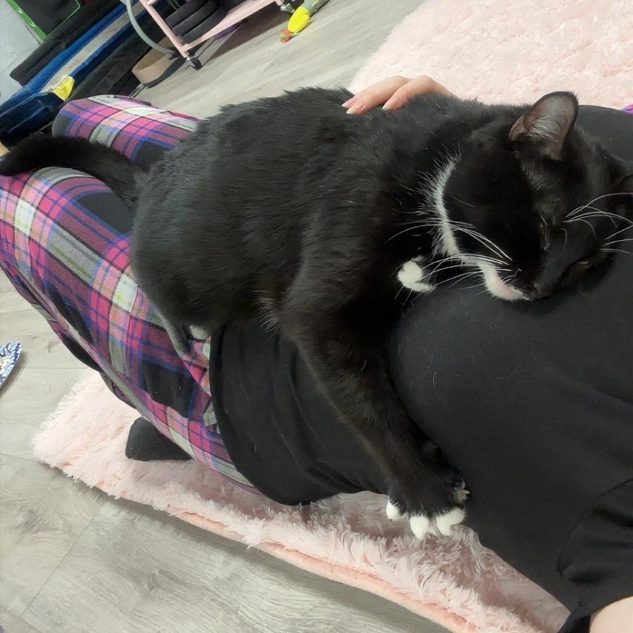 Nora, an adopted Tuxedo in Highland Park, NJ image 6/6