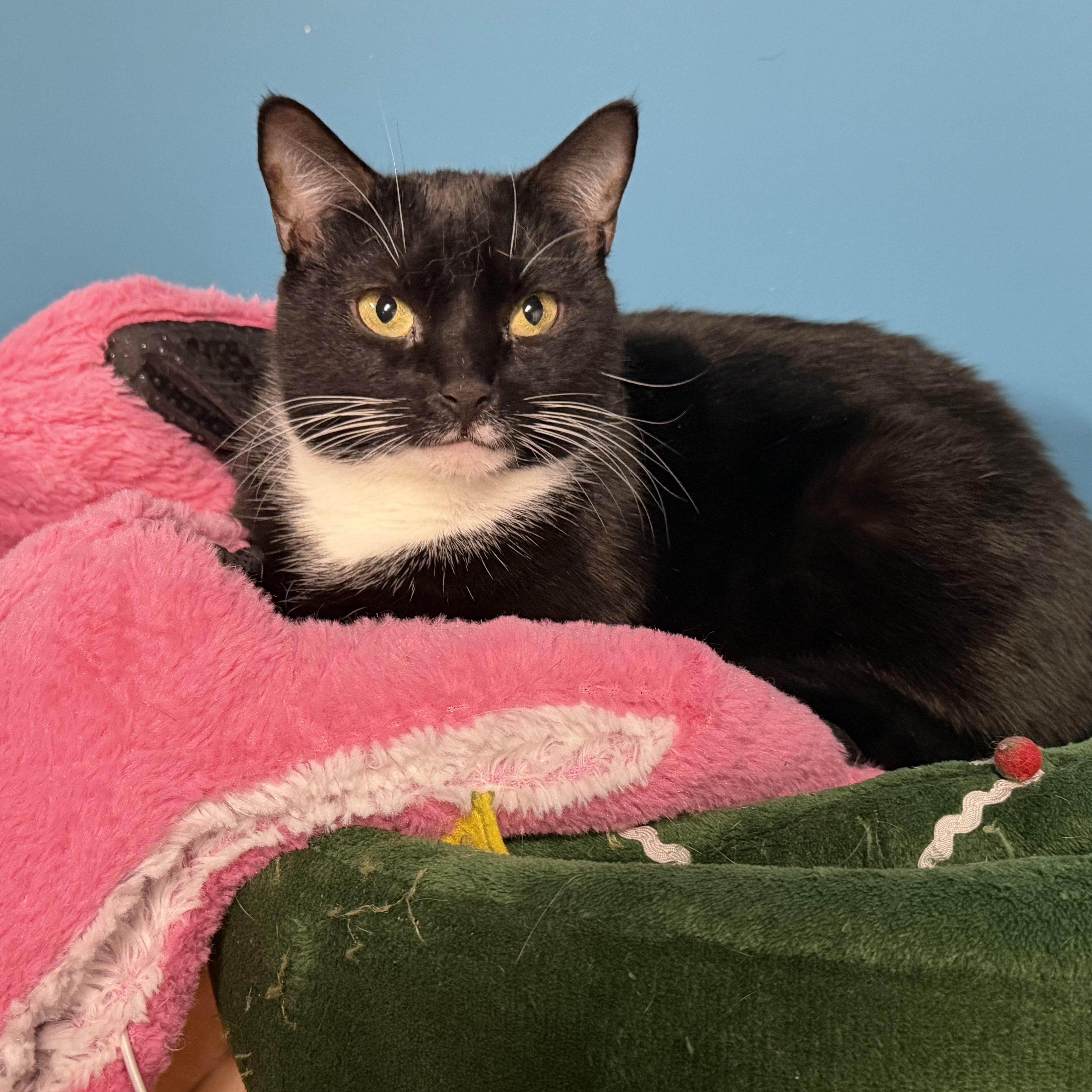 Nora, an adopted Tuxedo in Highland Park, NJ image 2/6