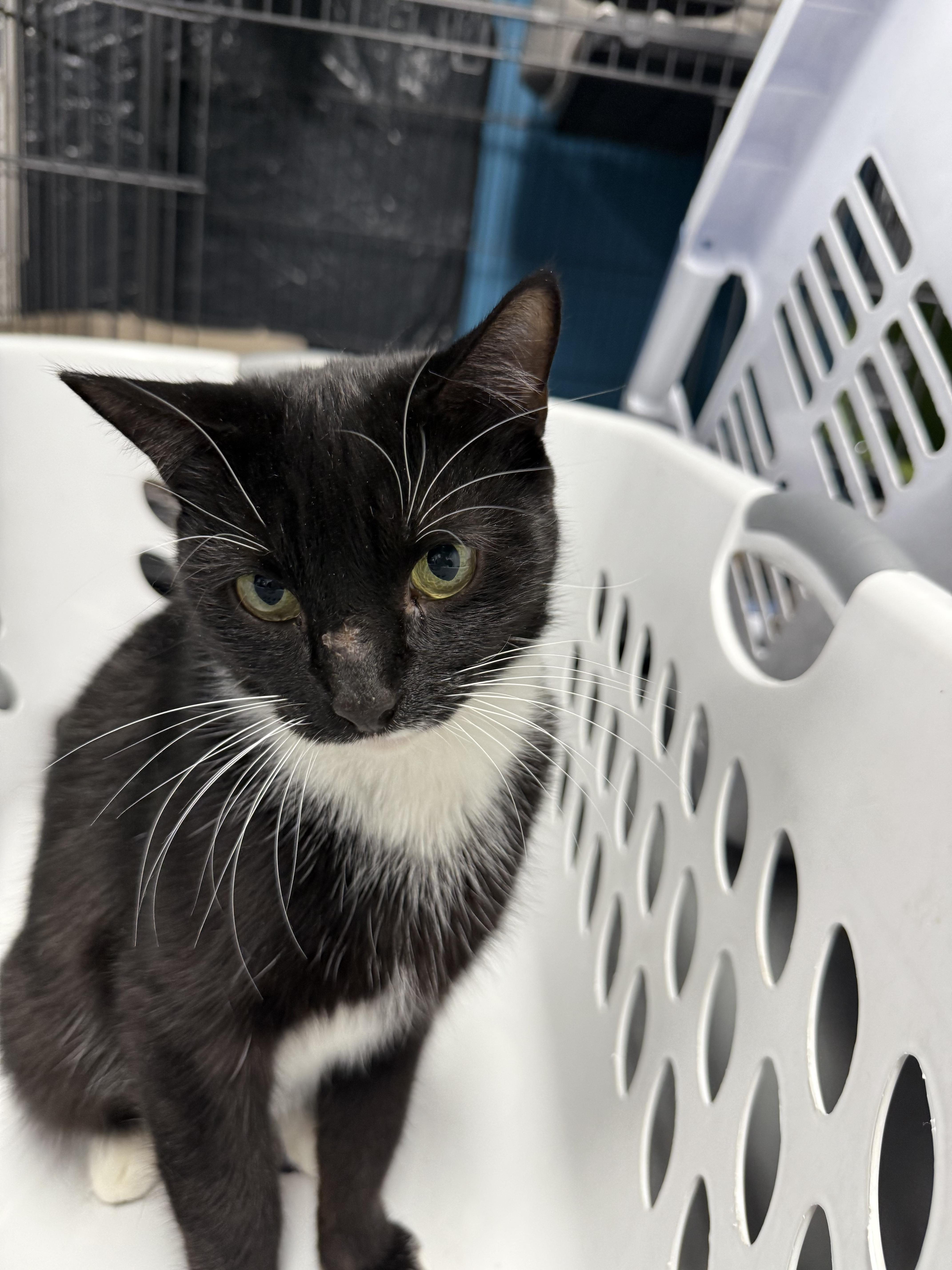 Nora, Adoptable, Adult Female Tuxedo.