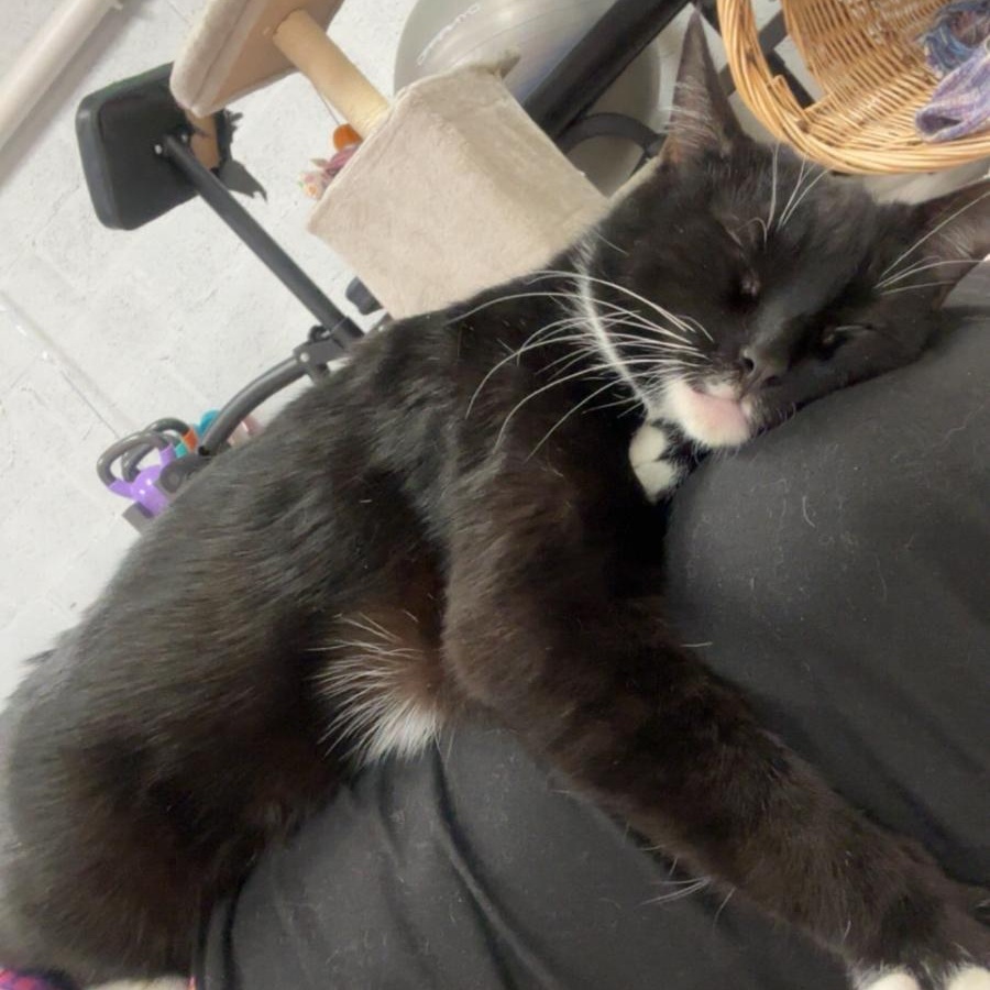 Nora, an adopted Tuxedo in Highland Park, NJ image 1/6