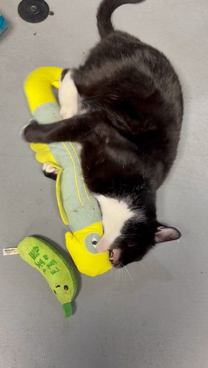 Enlarge Nora, an adopted Tuxedo in Highland Park, NJ video 3/6