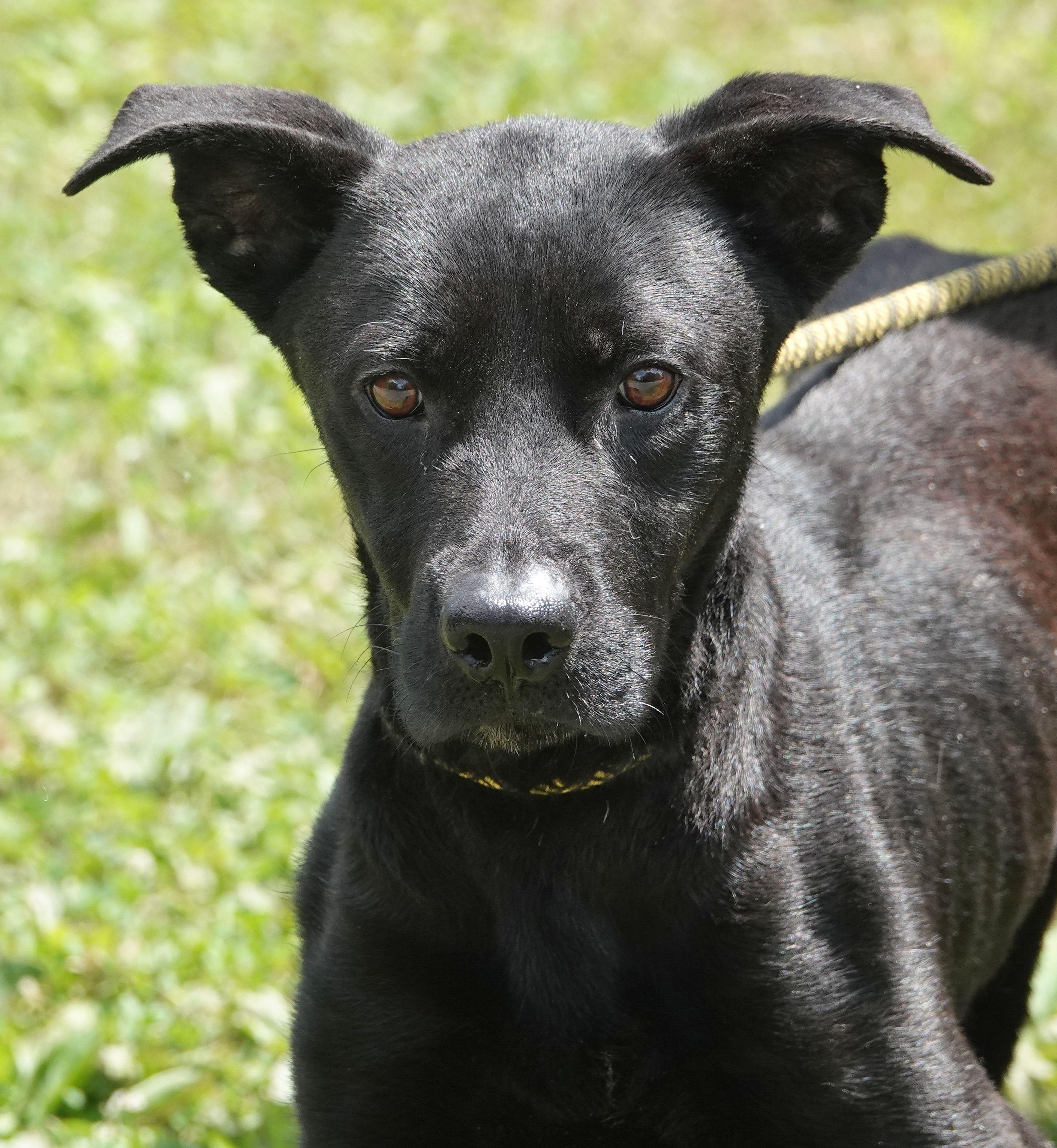 Jack, Adult Male unknown