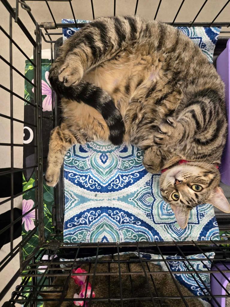 Juniper, Adoptable, Young Female Domestic Short Hair.