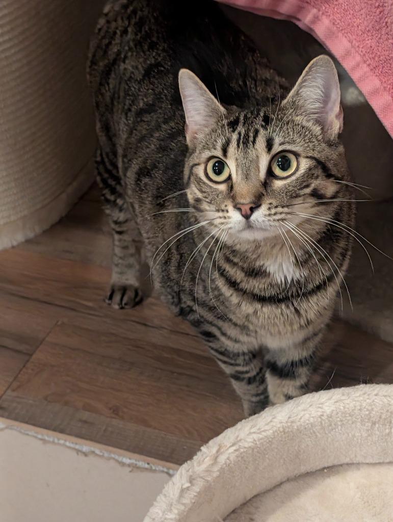 Juniper, Adoptable, Kitten Female Domestic Short Hair.