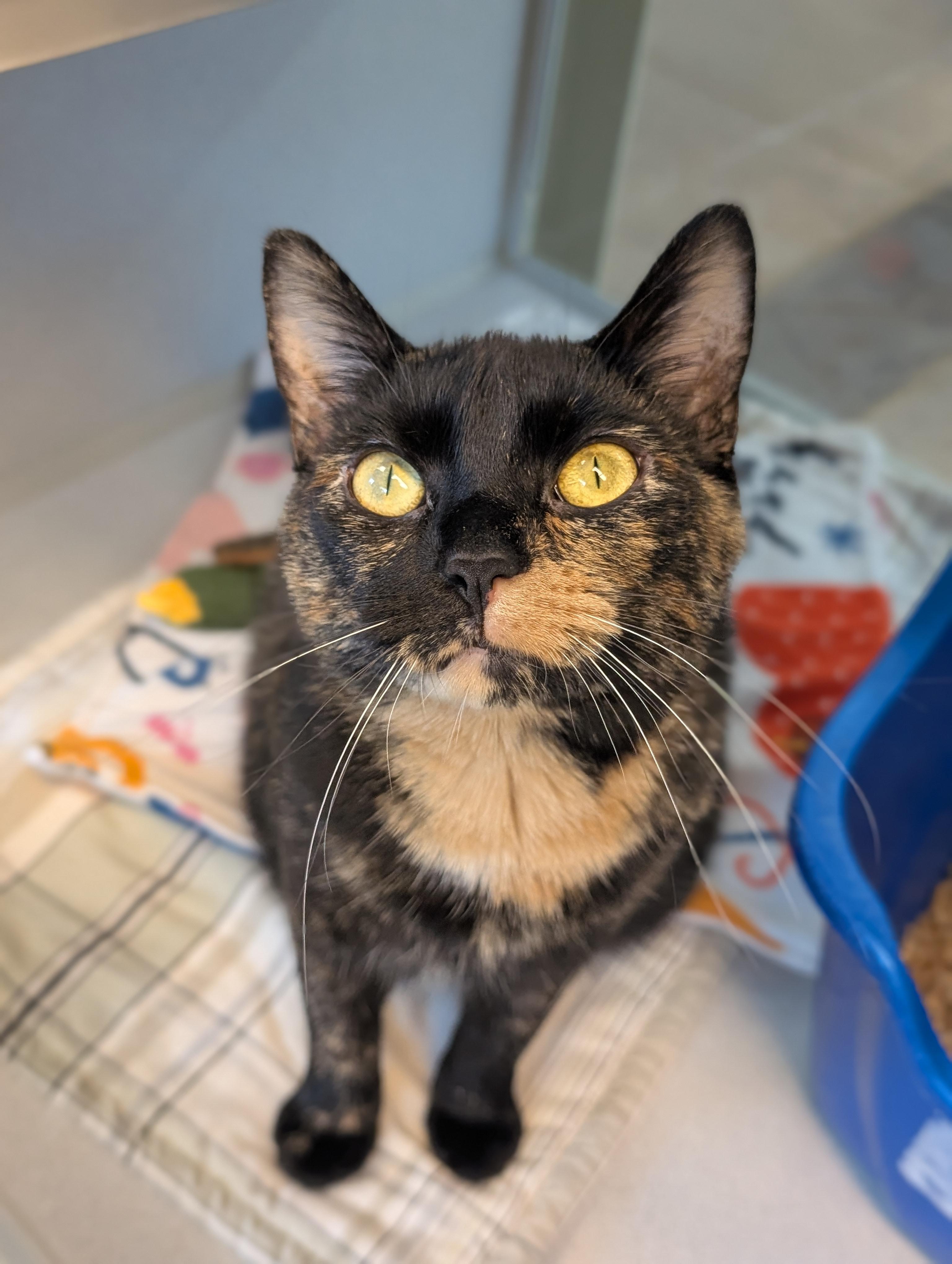 Enlarge Alynn, a Adoptable mixed breed in Cedar Rapids, IA image 2/5