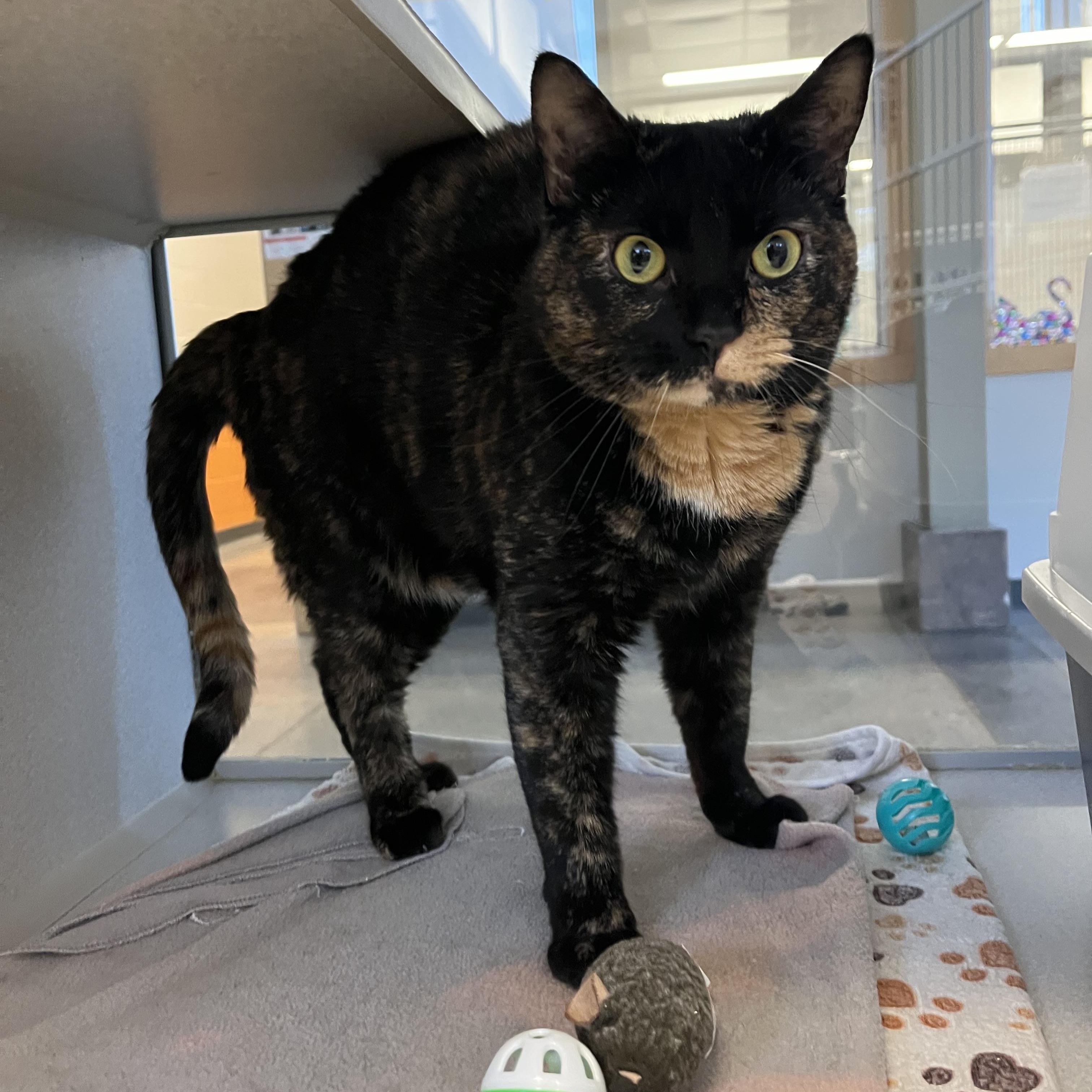 Alynn, Adoptable, Adult Female Domestic Short Hair.