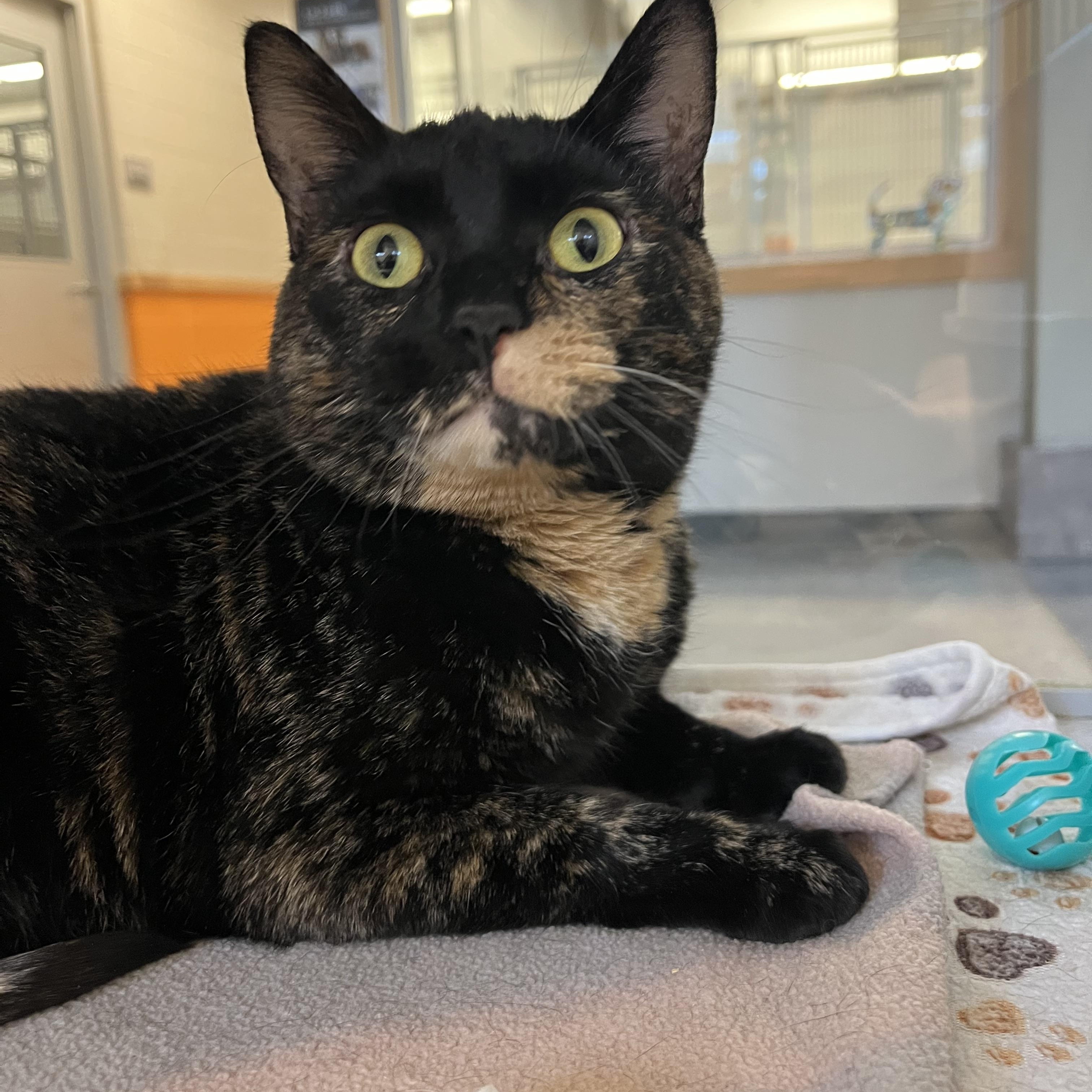 Enlarge Alynn, a Adoptable mixed breed in Cedar Rapids, IA image 5/5