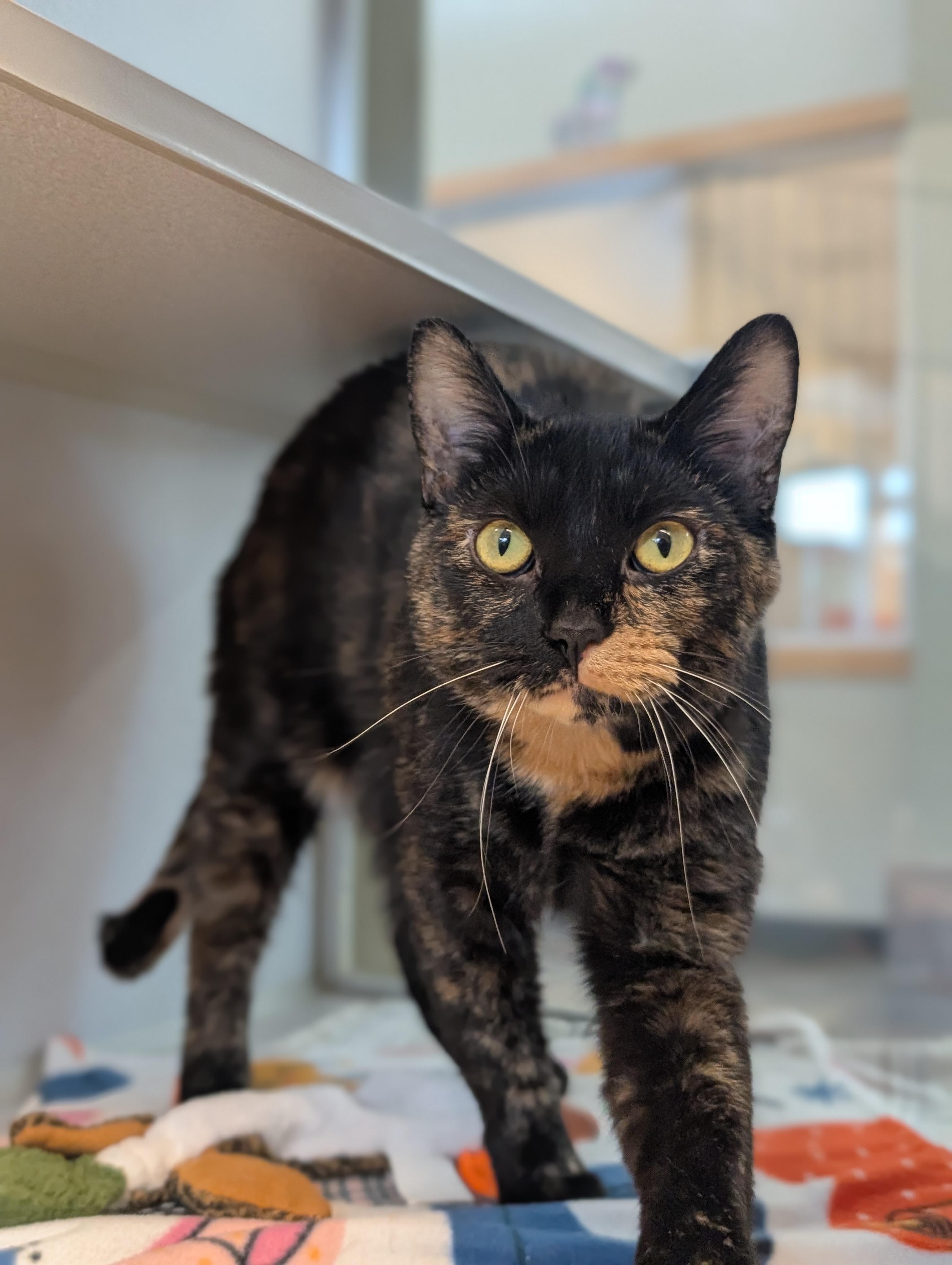 Enlarge Alynn, a Adoptable mixed breed in Cedar Rapids, IA image 1/5