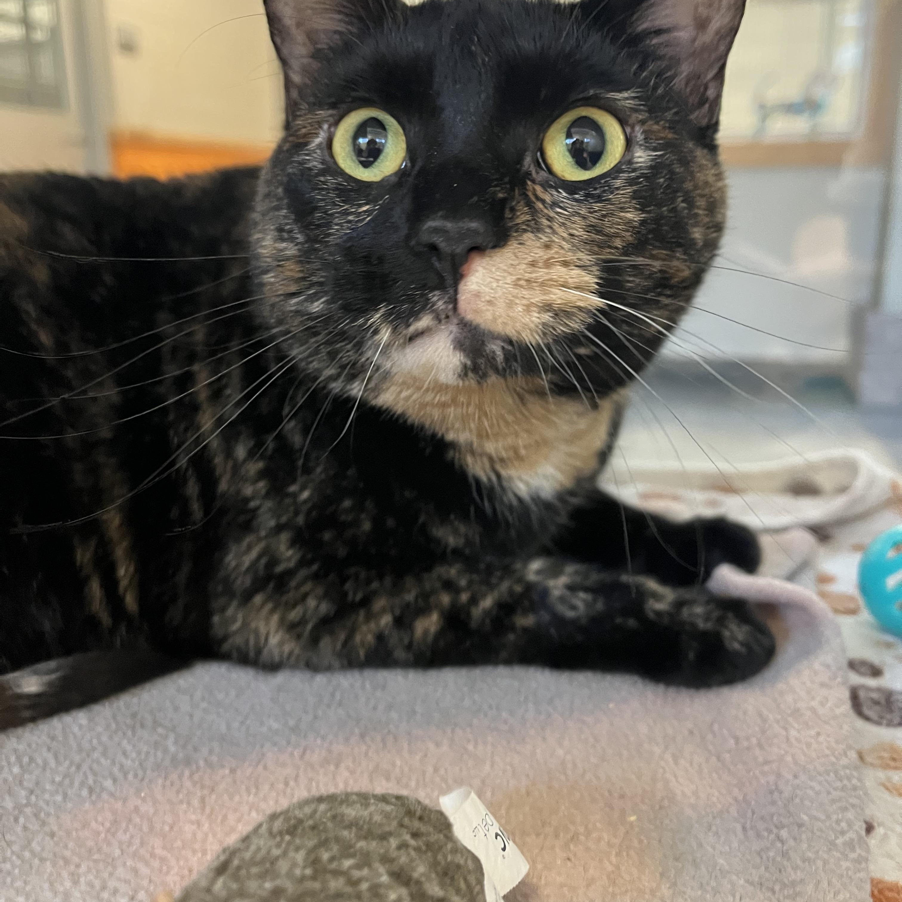 Enlarge Alynn, a Adoptable mixed breed in Cedar Rapids, IA image 4/5