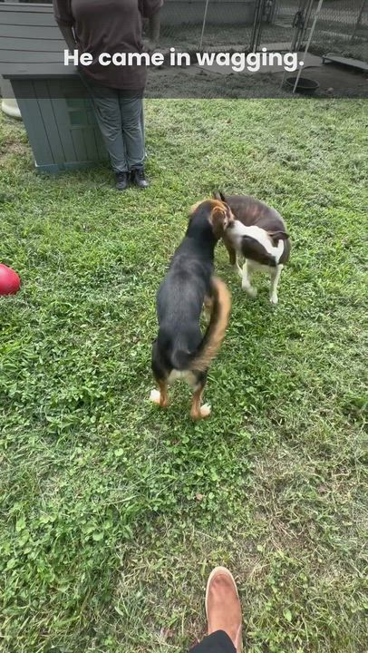 Enlarge Ram, a ADOPTABLE mixed breed in Petersburg, VA video 2/5