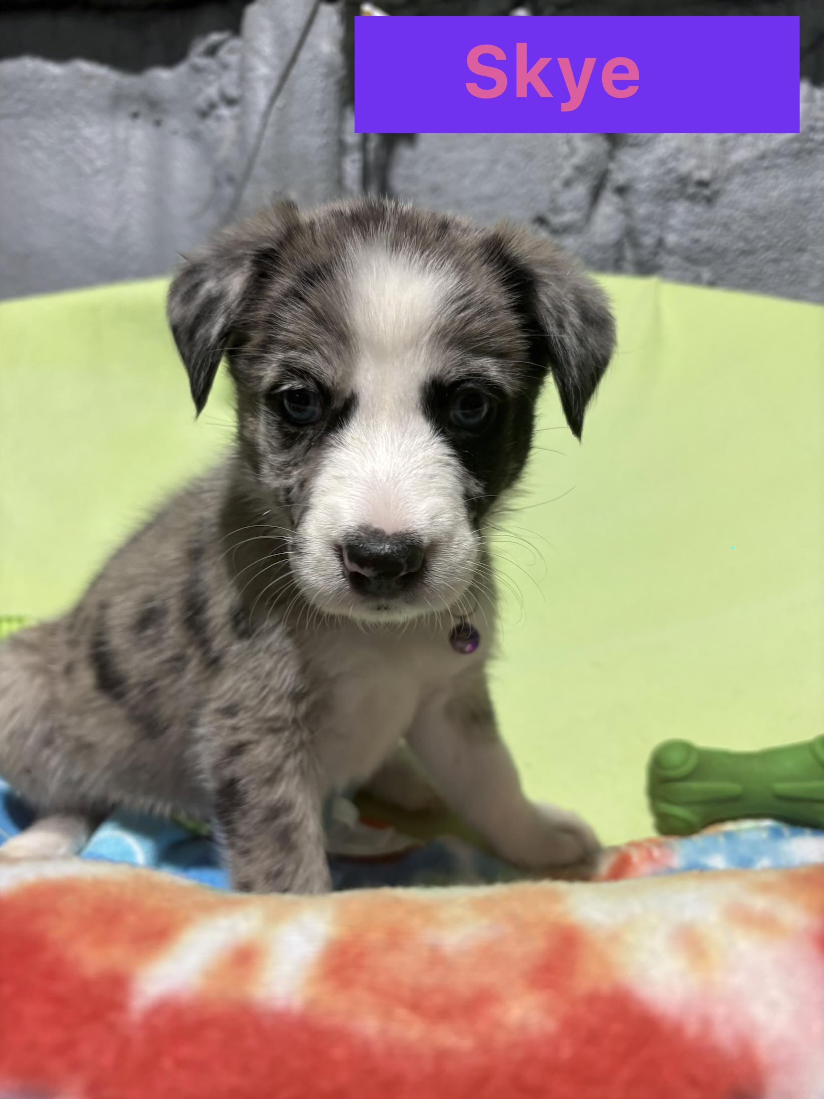 Enlarge Skye, a Adopted mixed breed in Littleton, CO image 3/3