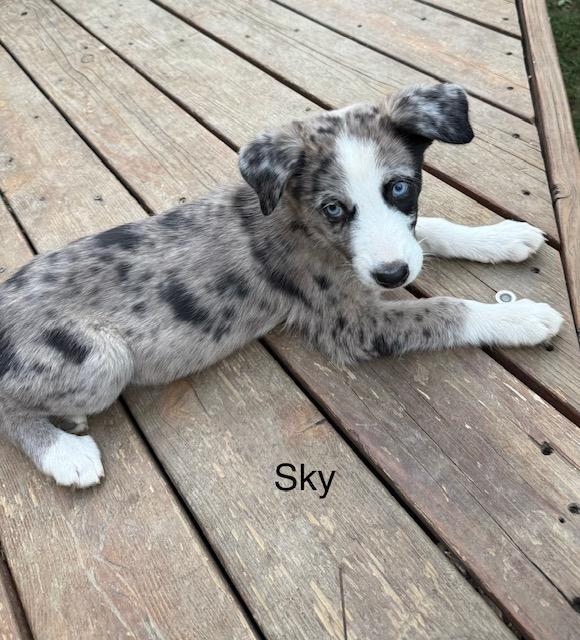 Skye, Adopted, Young Female Australian Shepherd.