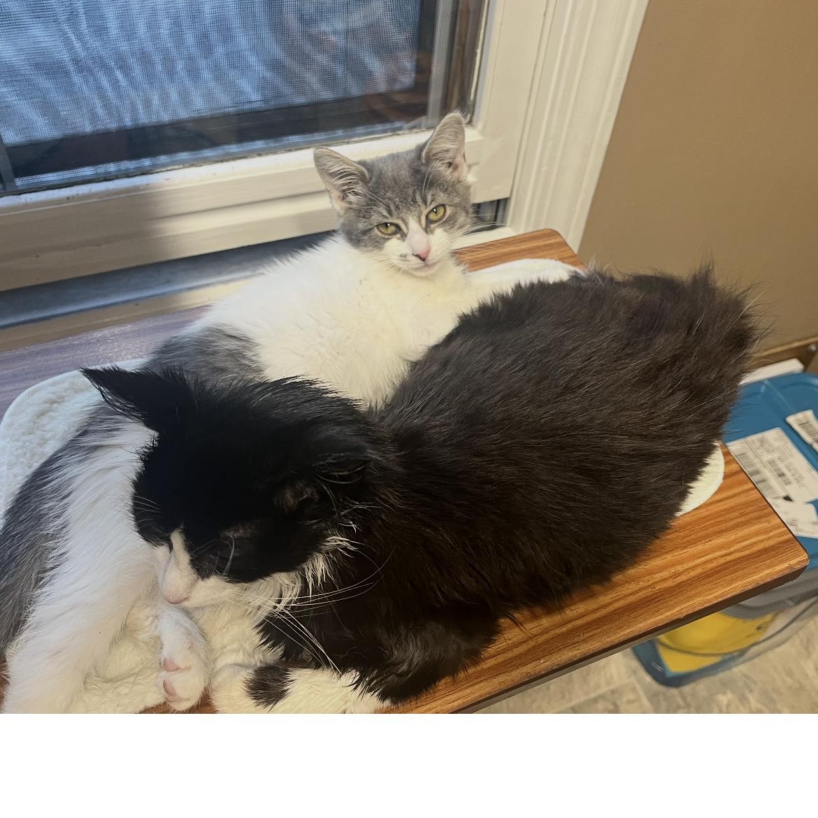 Enlarge Jill, a Adoptable Domestic Medium Hair in Brockport, NY image 4/4