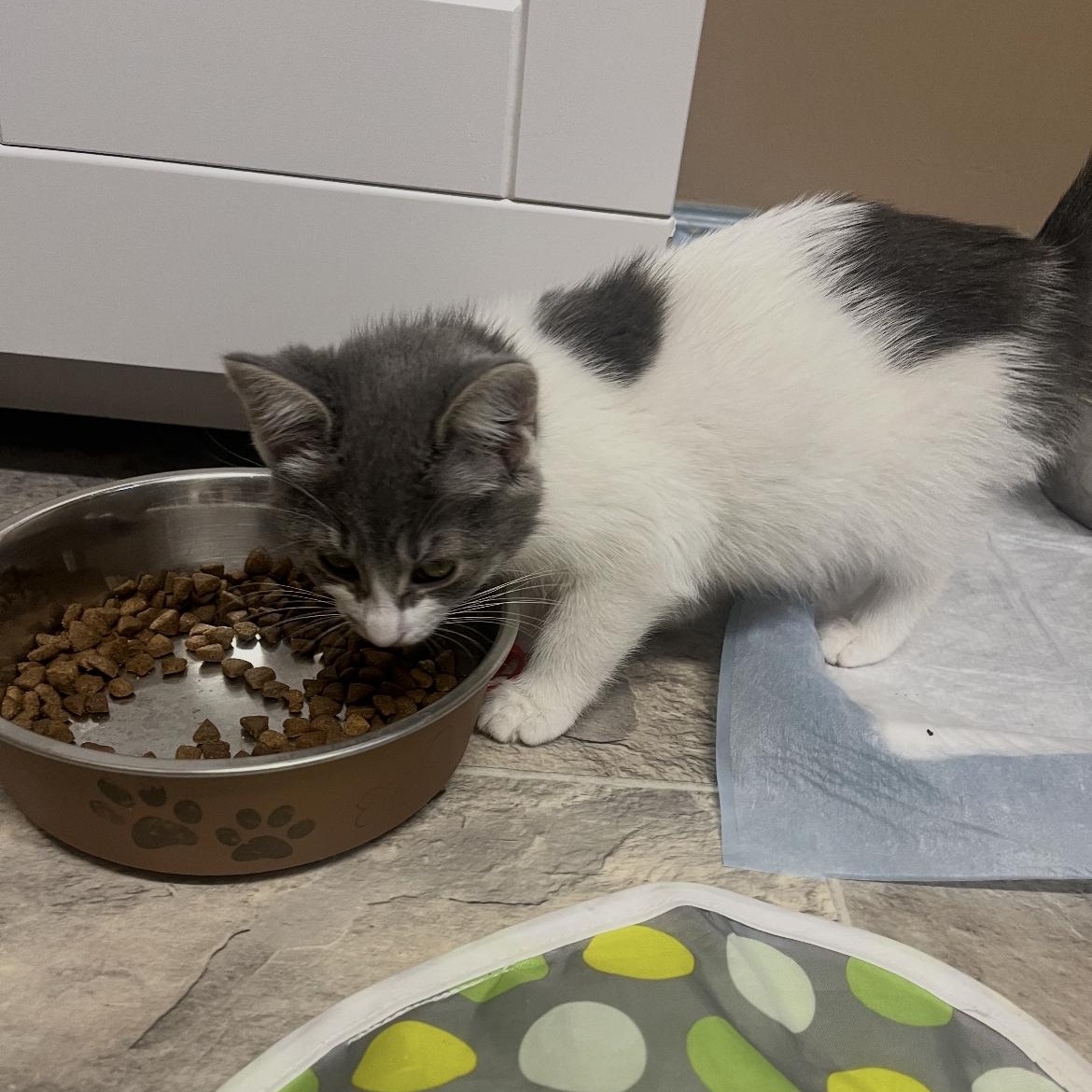 Jill, Adoptable, Kitten Female Domestic Medium Hair.