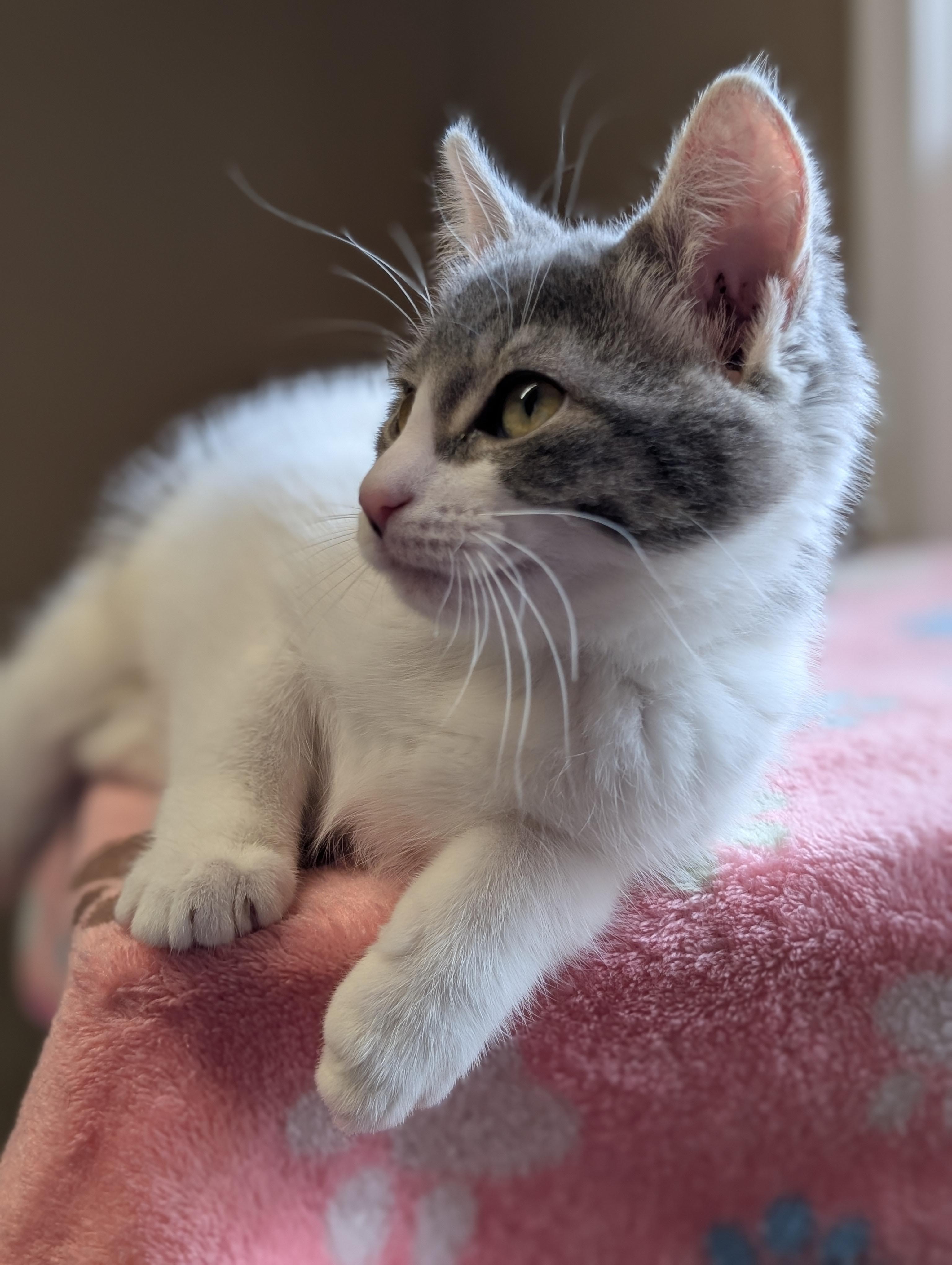 Jill, a Adoptable Domestic Medium Hair in Brockport, NY image 3/6