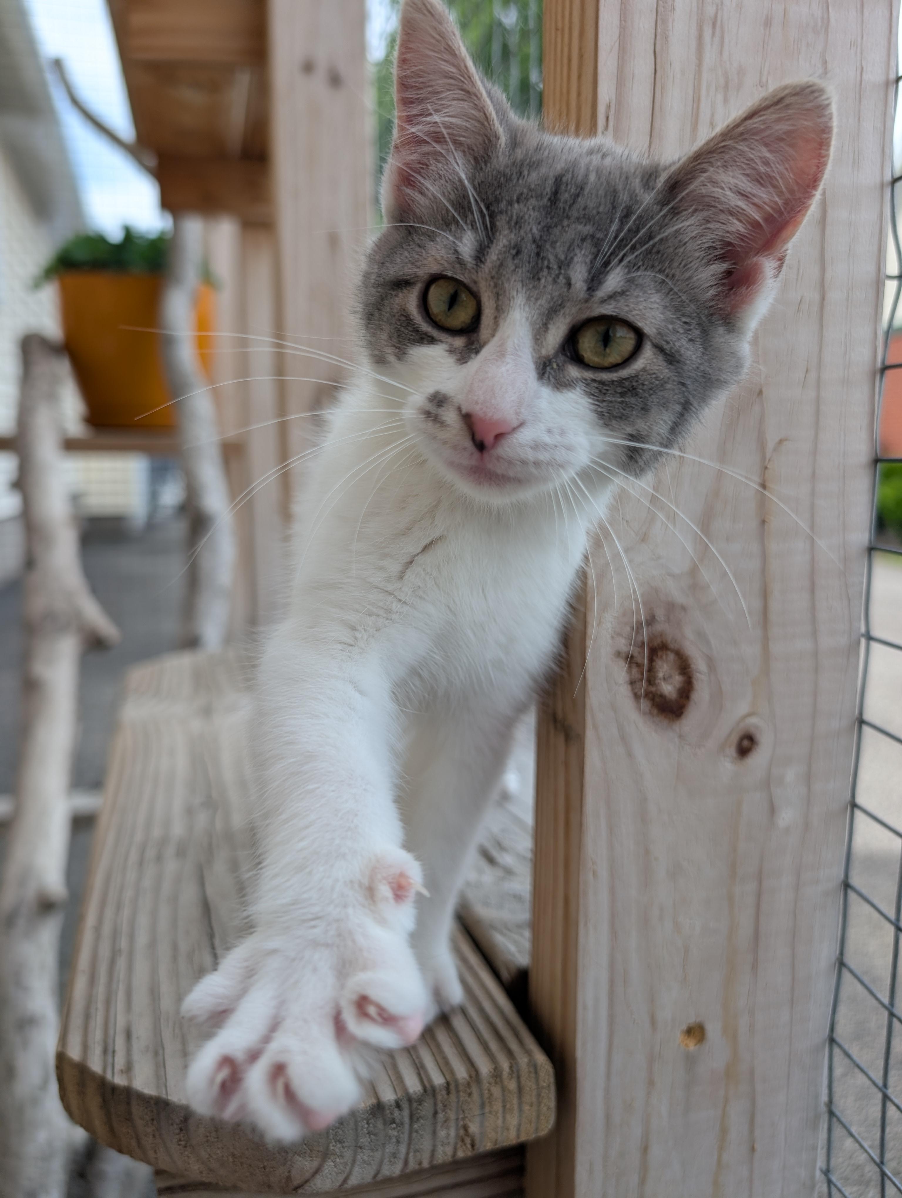Jill, a Adoptable Domestic Medium Hair in Brockport, NY image 2/6