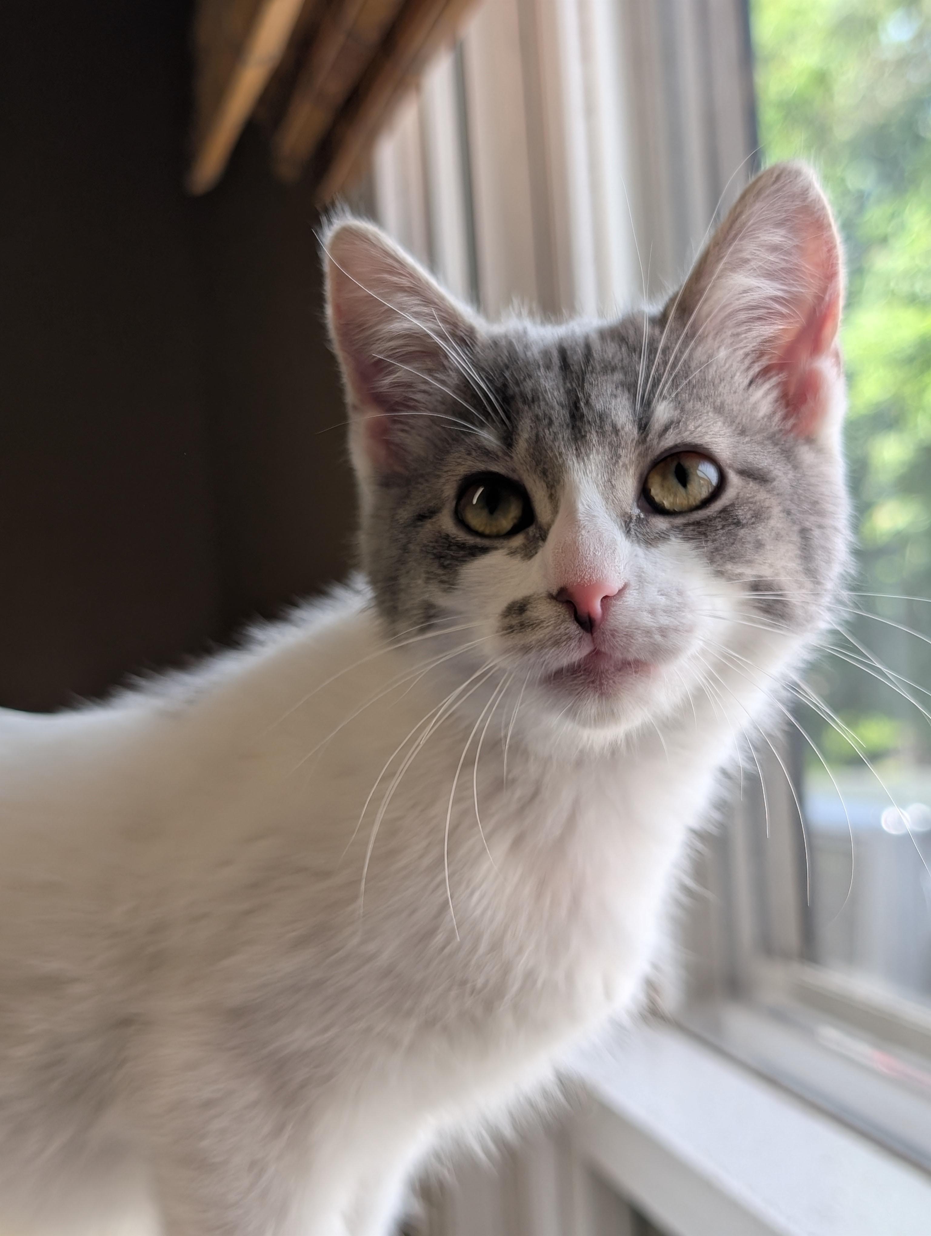 Jill, Adoptable, Kitten Female Domestic Medium Hair.