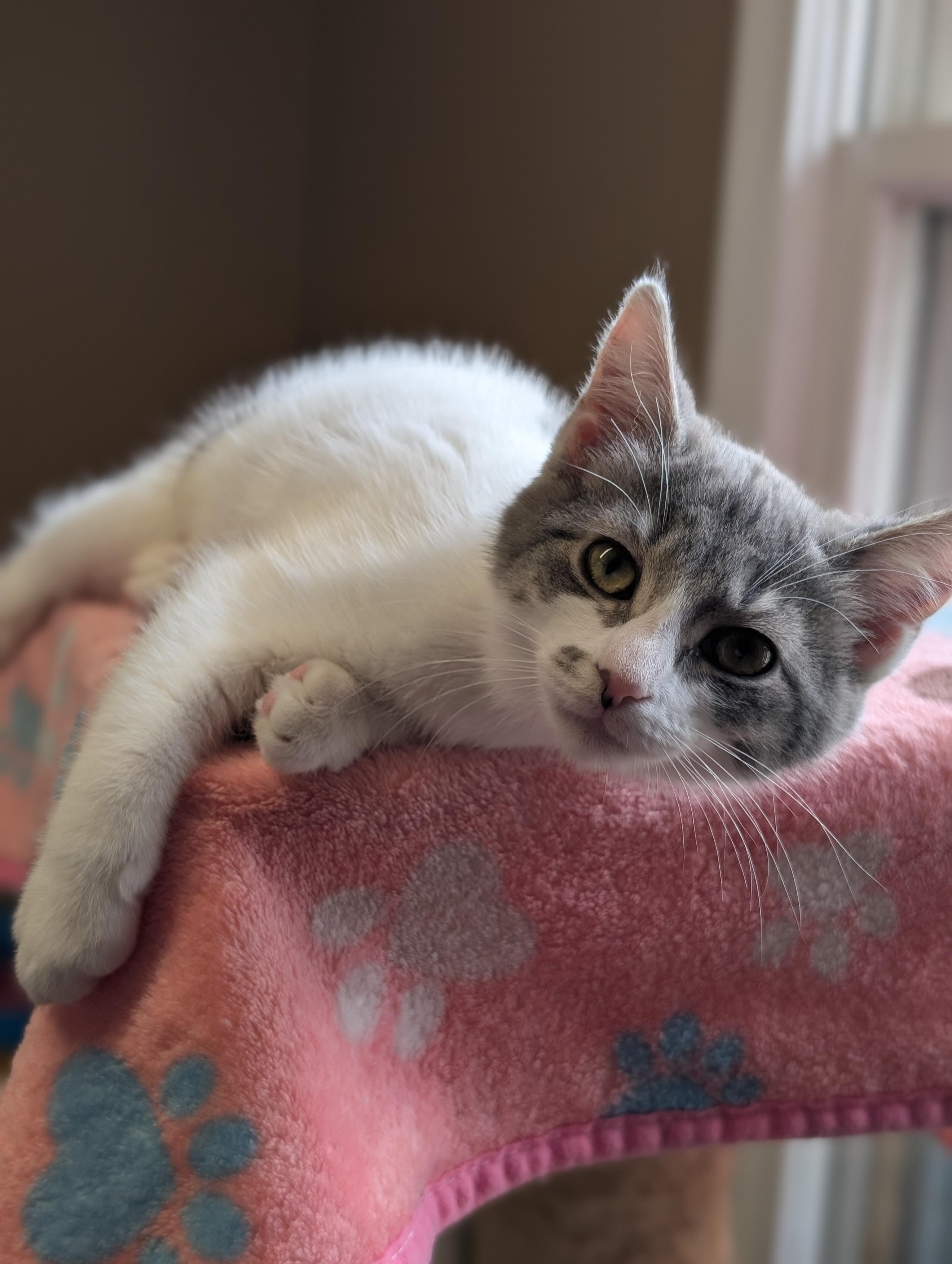 Jill, a Adoptable Domestic Medium Hair in Brockport, NY image 4/6