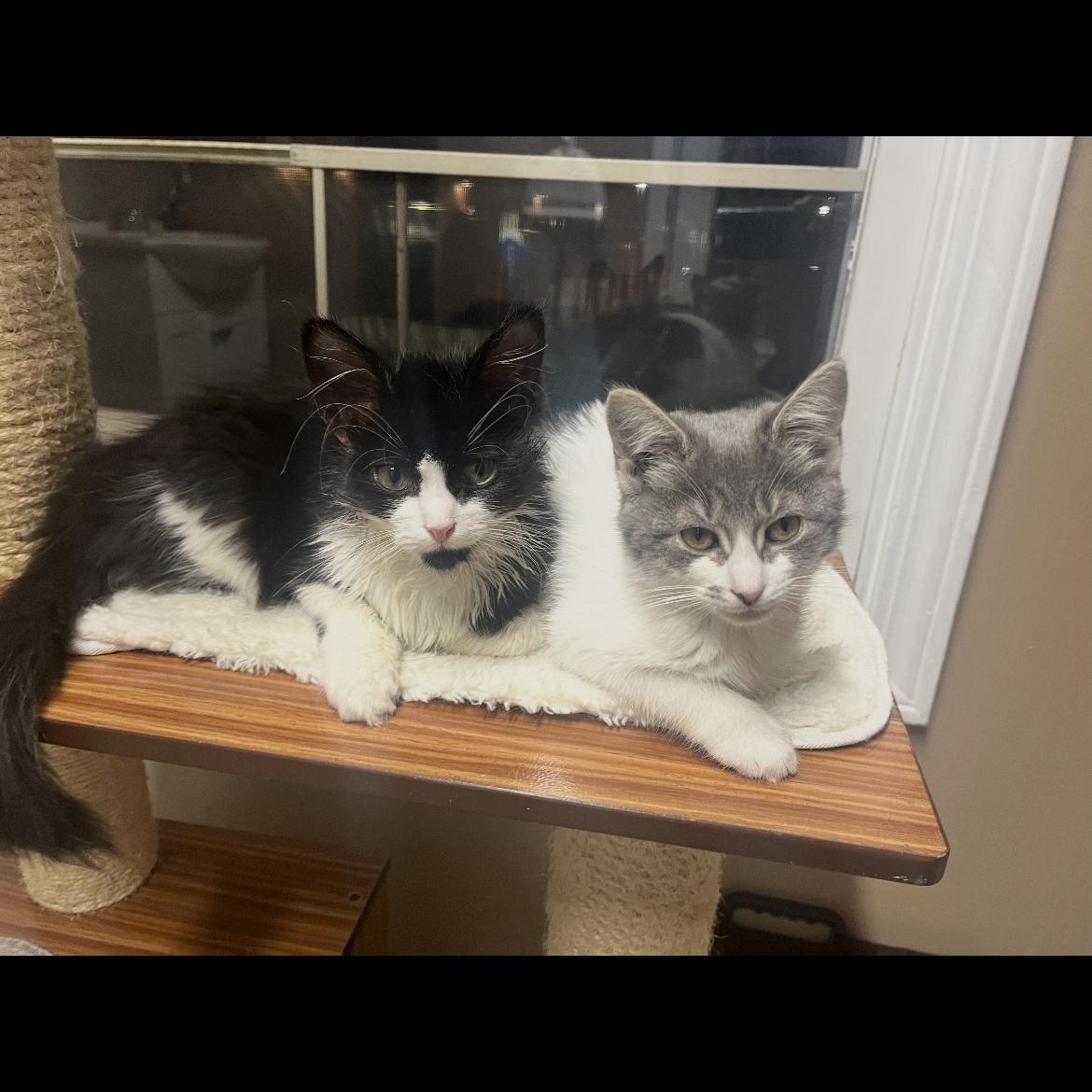 Enlarge Jill, a Adoptable Domestic Medium Hair in Brockport, NY image 2/4