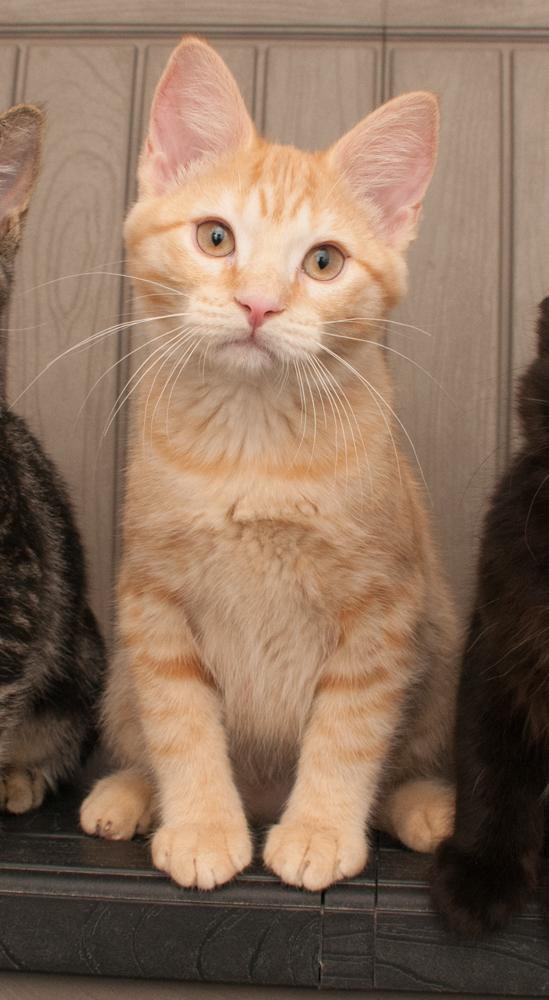 Enlarge Princess Peach (gets adopted with Mr. Pickles), a Adoptable Tabby in Westminster, CO image 6/6