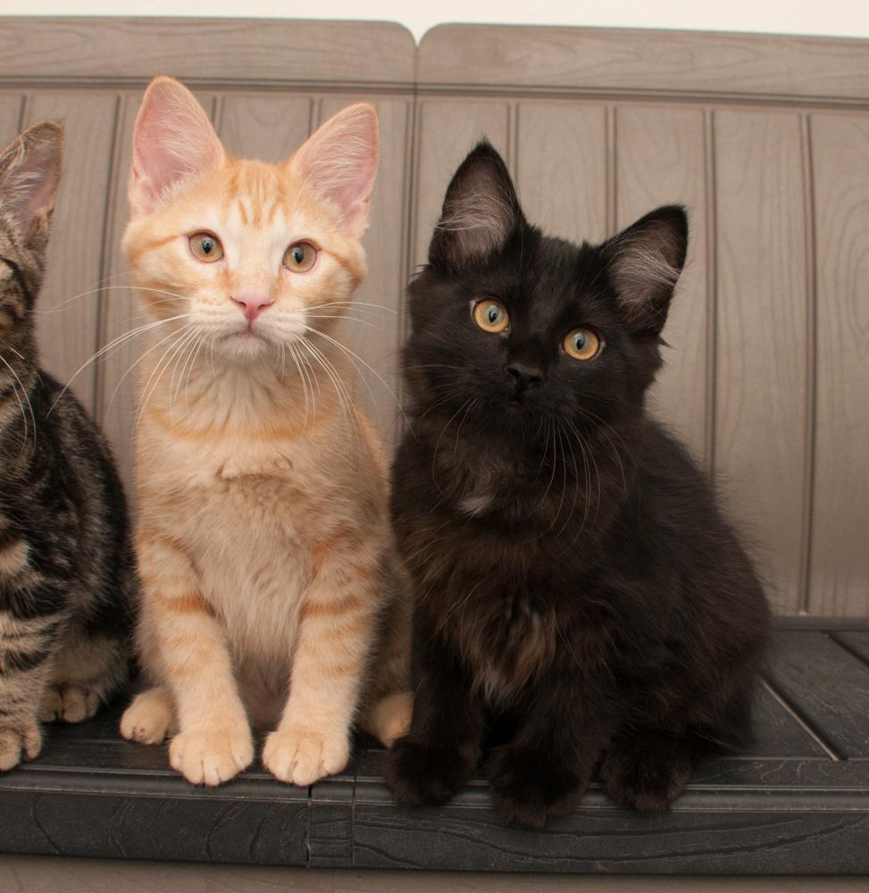 Enlarge Princess Peach (gets adopted with Mr. Pickles), a Adoptable Tabby in Westminster, CO image 4/6