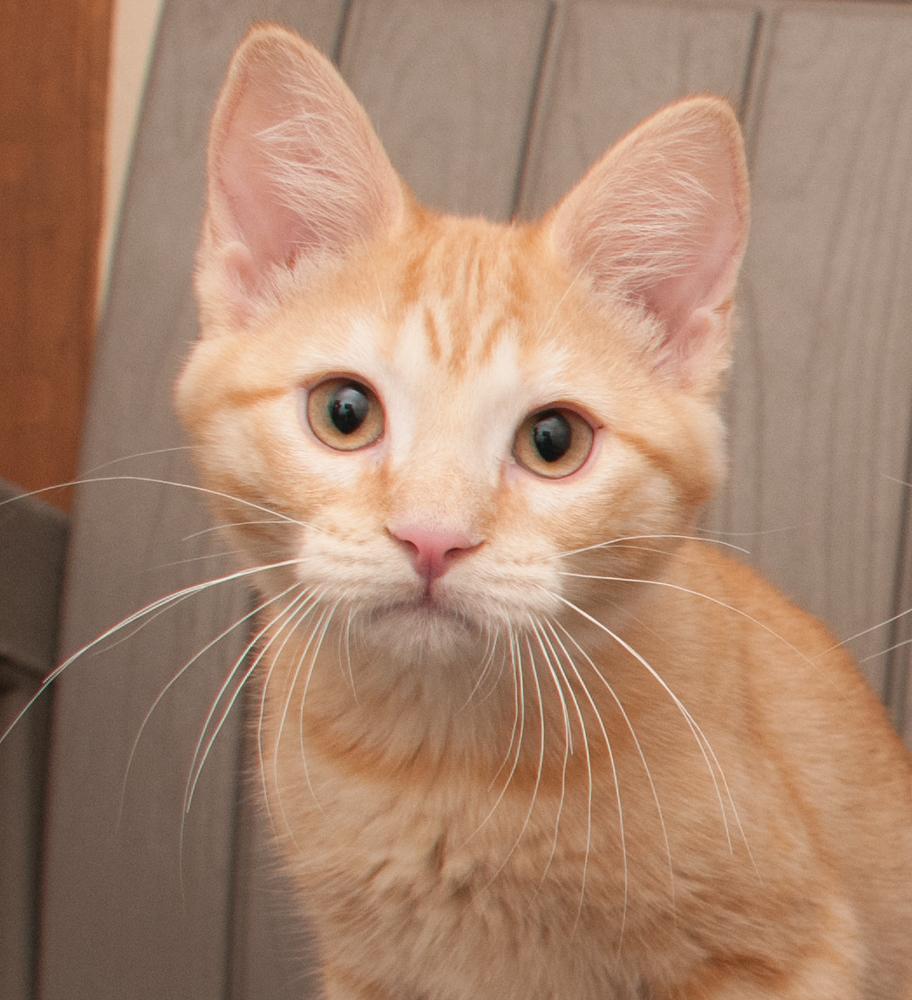 Princess Peach (gets adopted with Mr. Pickles), Adoptable, Kitten Female Tabby.