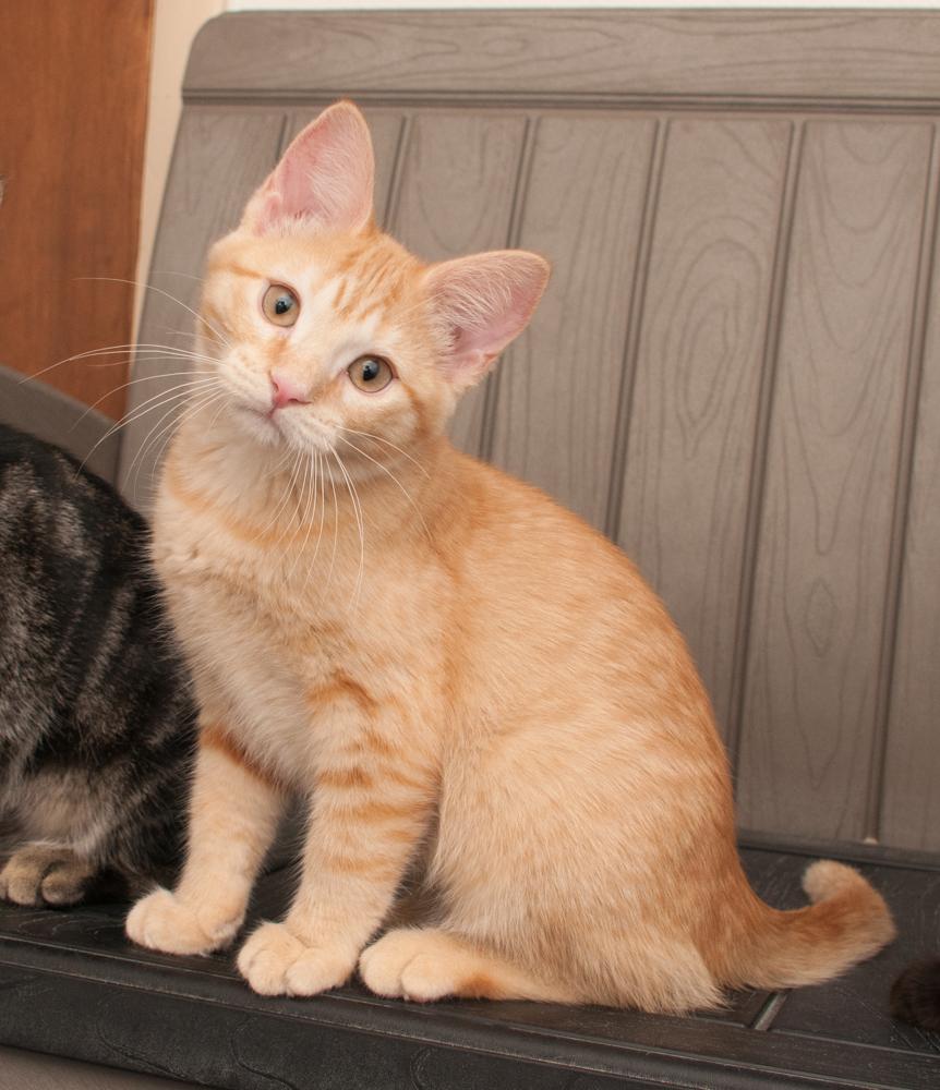 Enlarge Princess Peach (gets adopted with Mr. Pickles), a Adoptable Tabby in Westminster, CO image 3/6