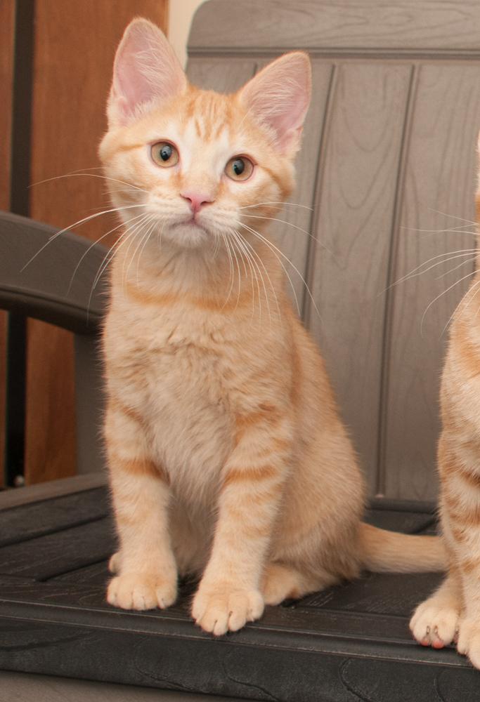 Enlarge Princess Peach (gets adopted with Mr. Pickles), a Adoptable Tabby in Westminster, CO image 2/6