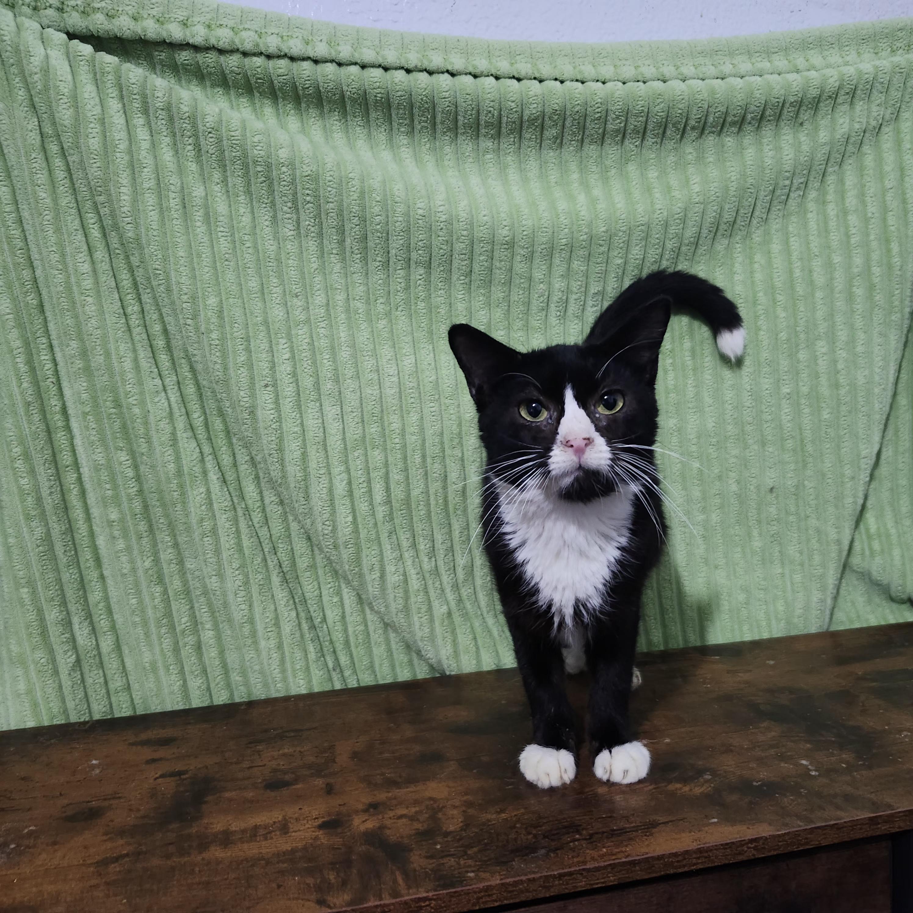 Nibiru, Young Male Tuxedo