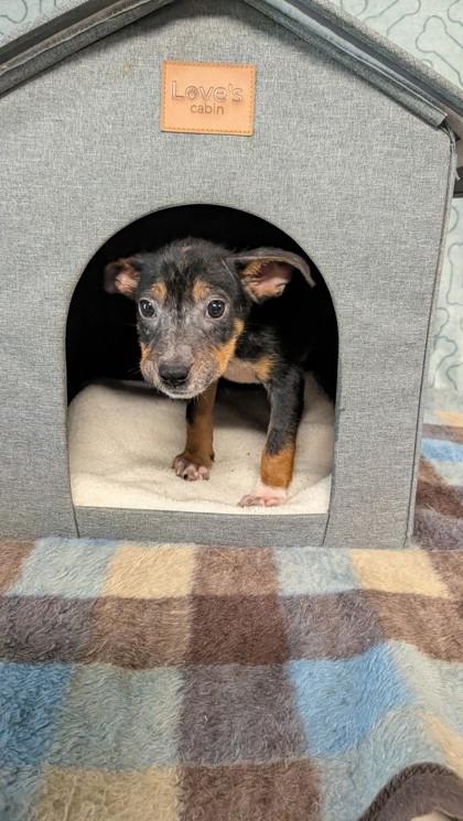 Harrietta, Adoptable, Puppy Female Shepherd & Mixed Breed.