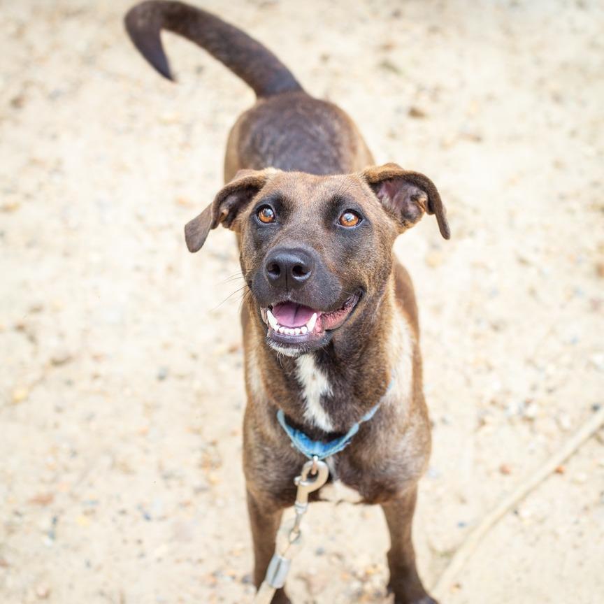 Emu, Adoptable, Young Female Black Mouth Cur & Mixed Breed.
