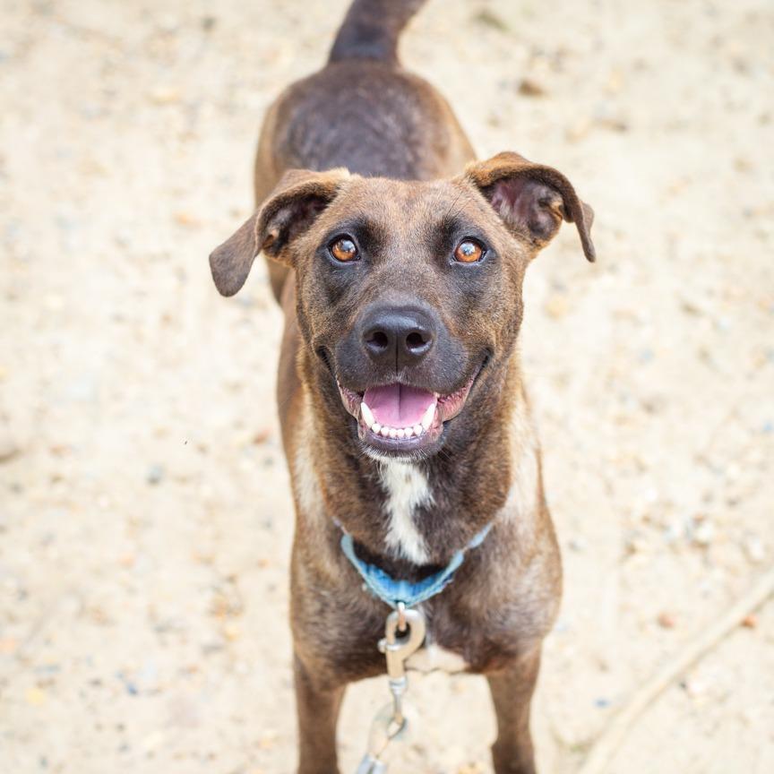 Emu, a Adoptable mixed breed in Hattiesburg, MS image 2/5